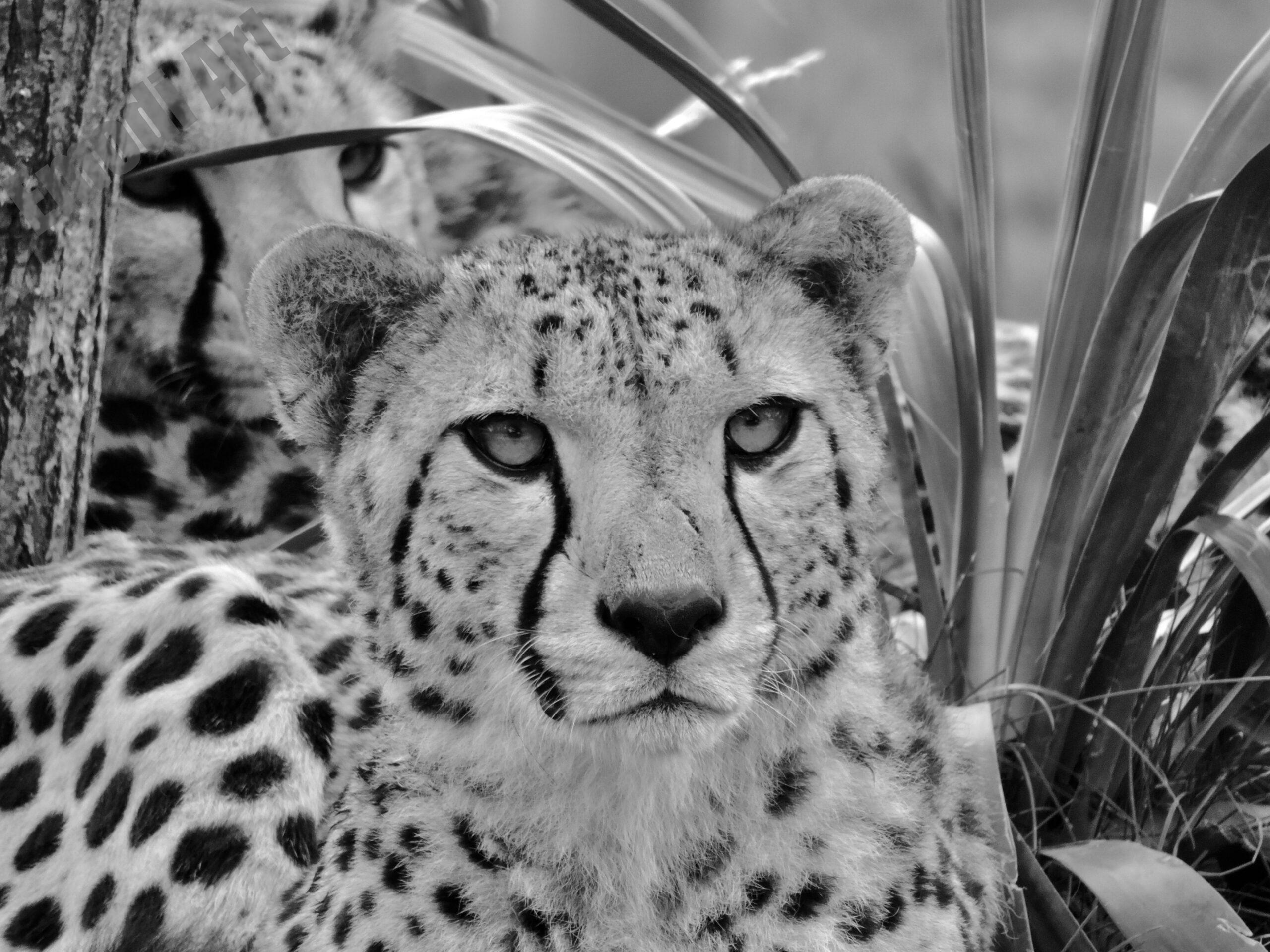 Le noir et blanc en photo – Image 84