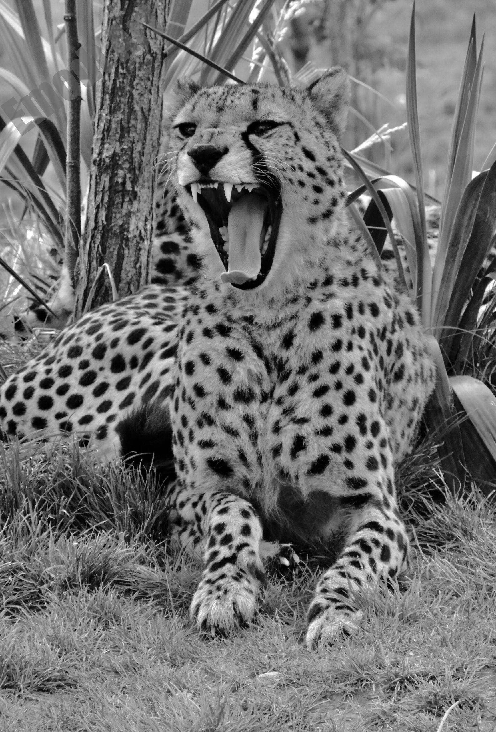 Le noir et blanc en photo – Image 85