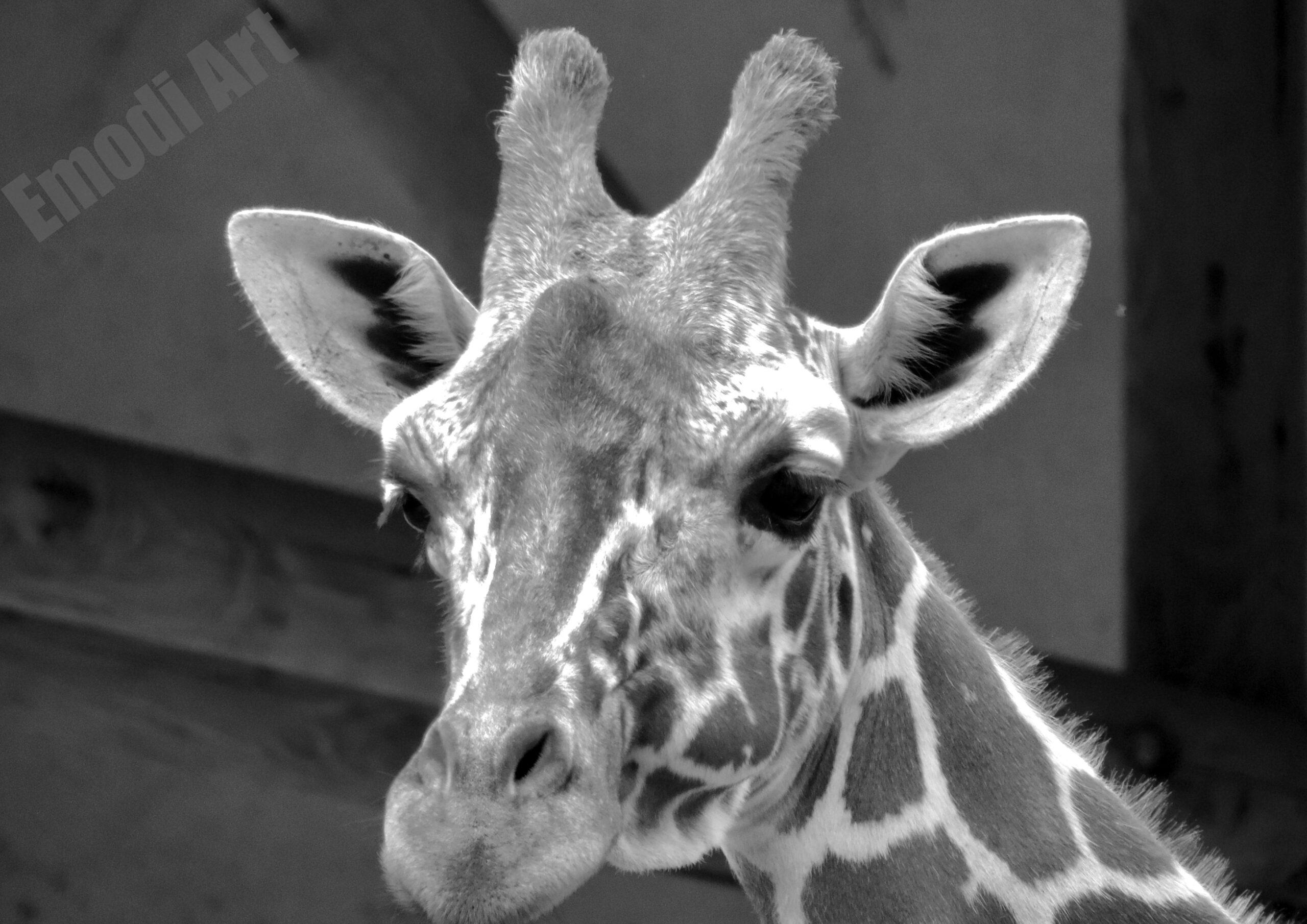 Le noir et blanc en photo – Image 82