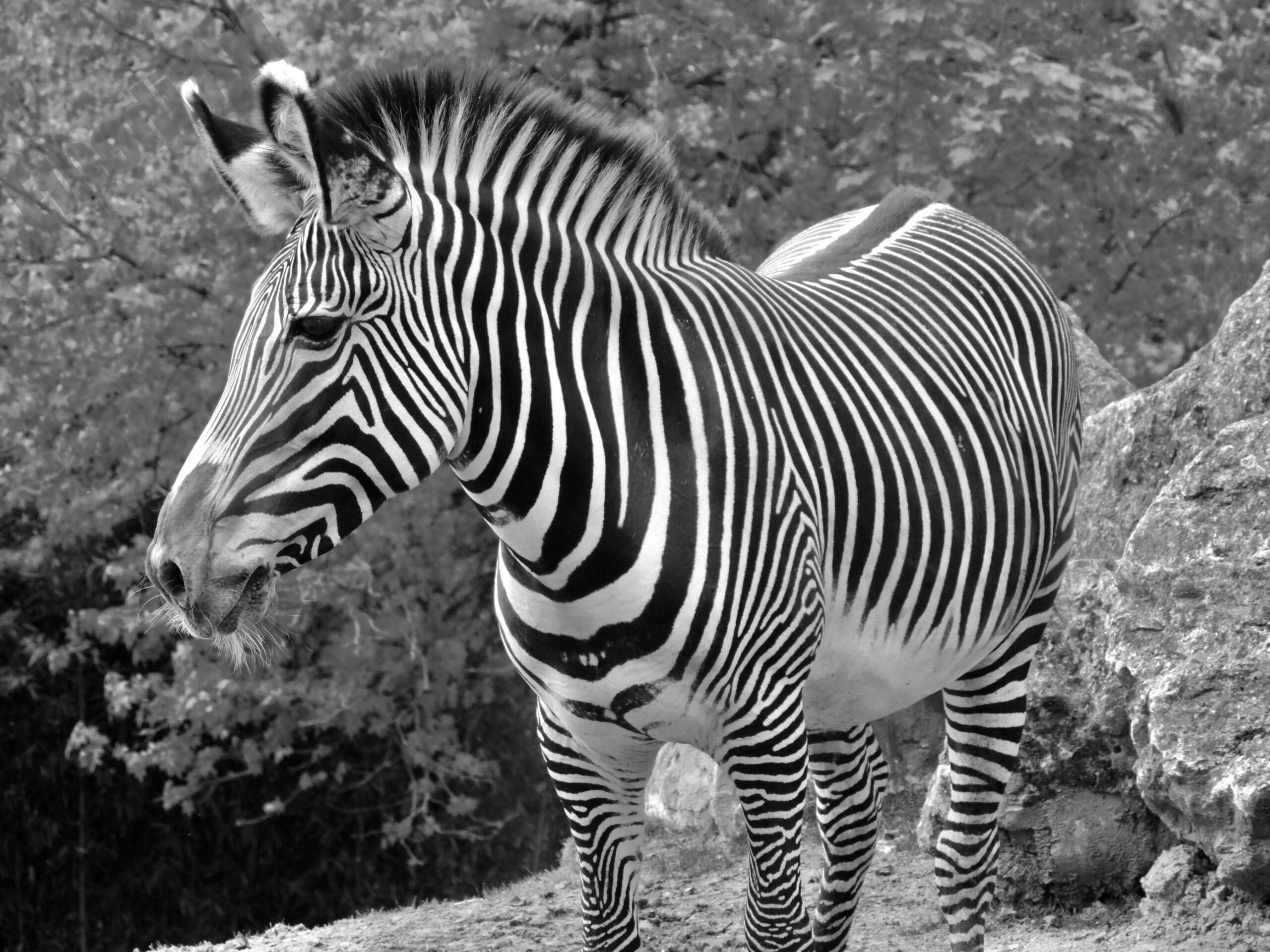 Le noir et blanc en photo – Image 81