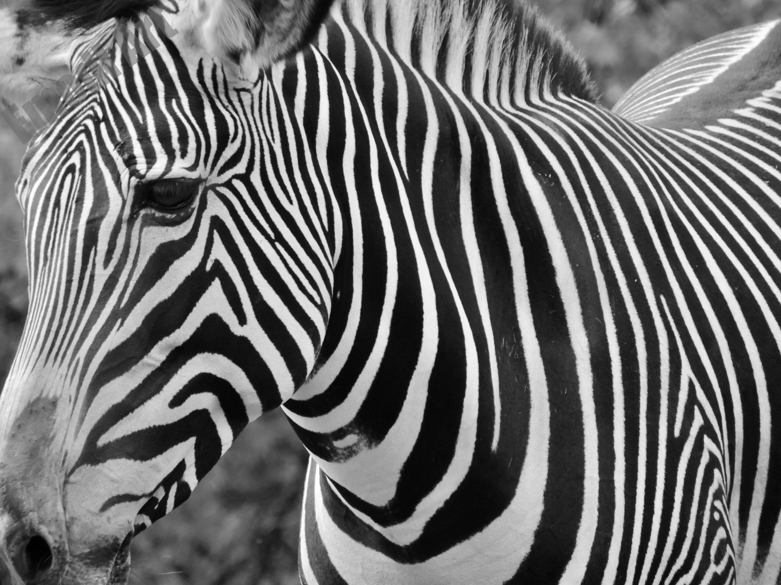 Le noir et blanc en photo – Image 80