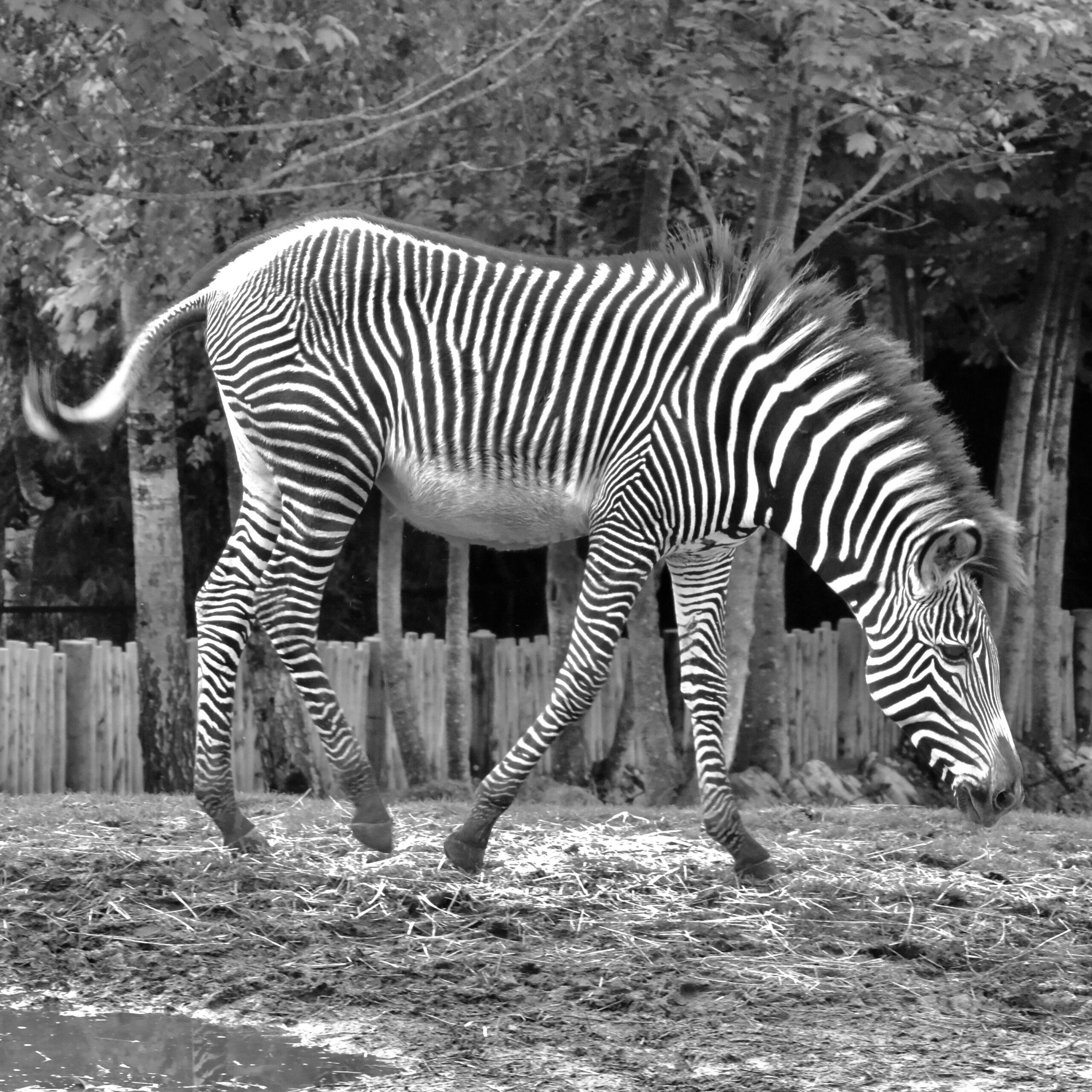 Le noir et blanc en photo – Image 83