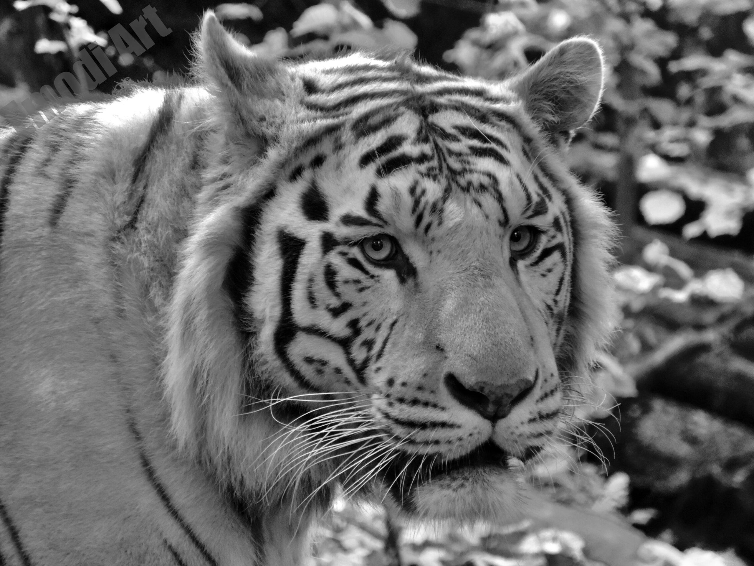 Le noir et blanc en photo – Image 86