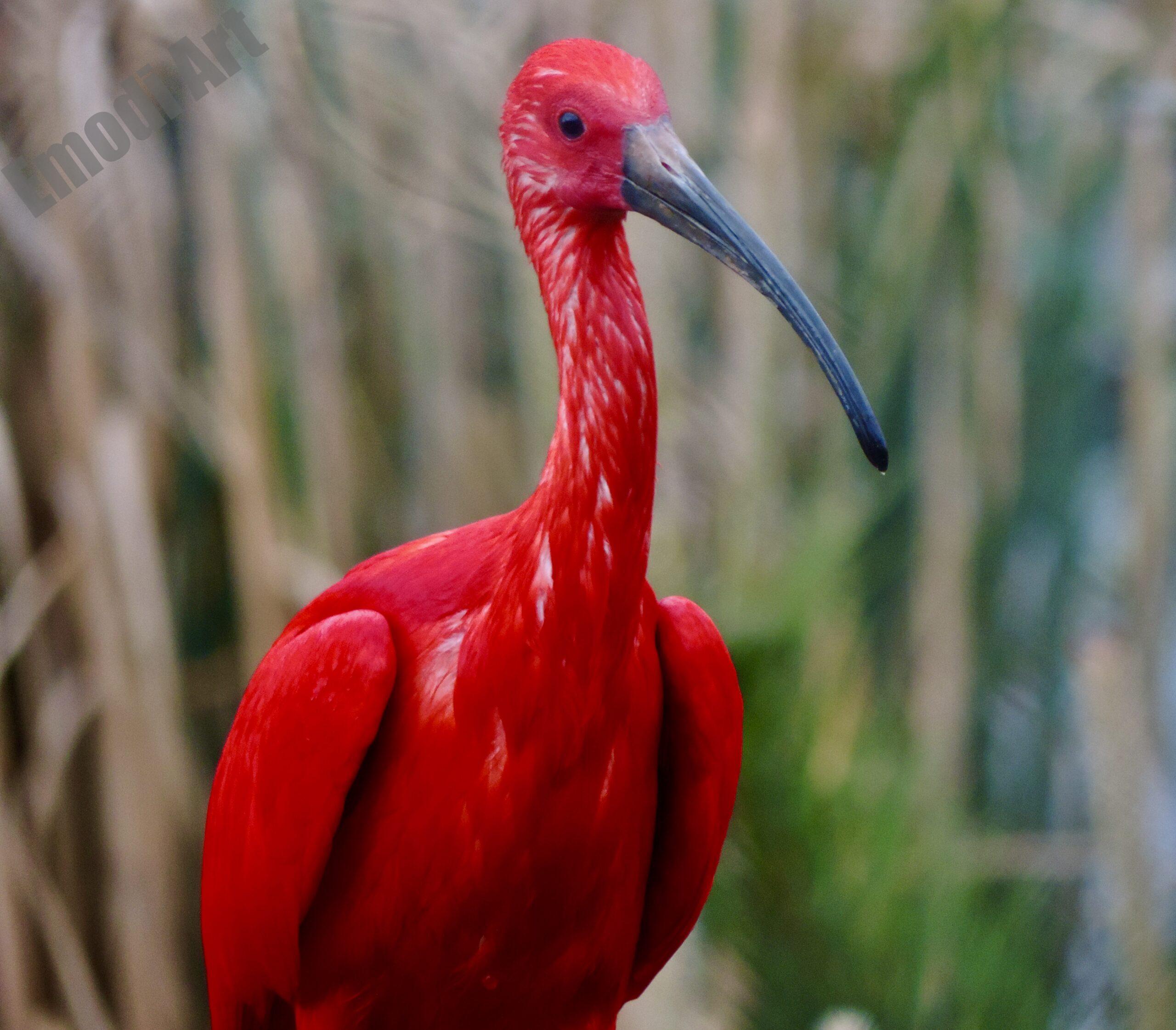 Le monde des oiseaux – Image 22