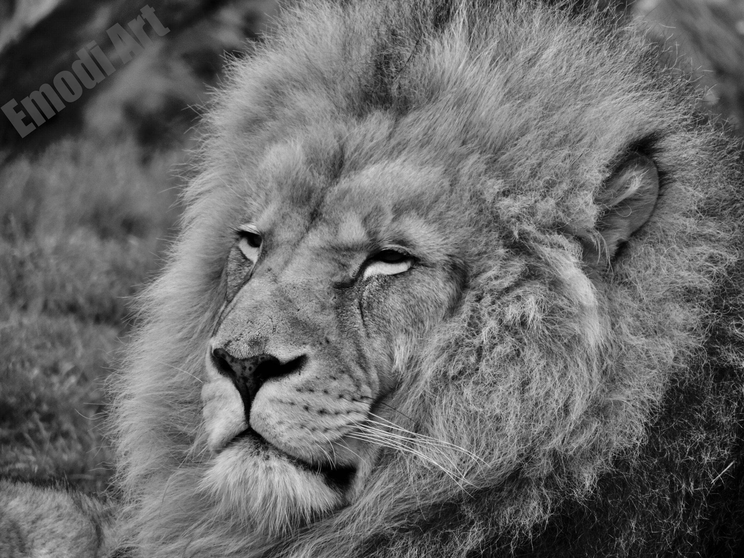 Lion majestueux – Image 10
