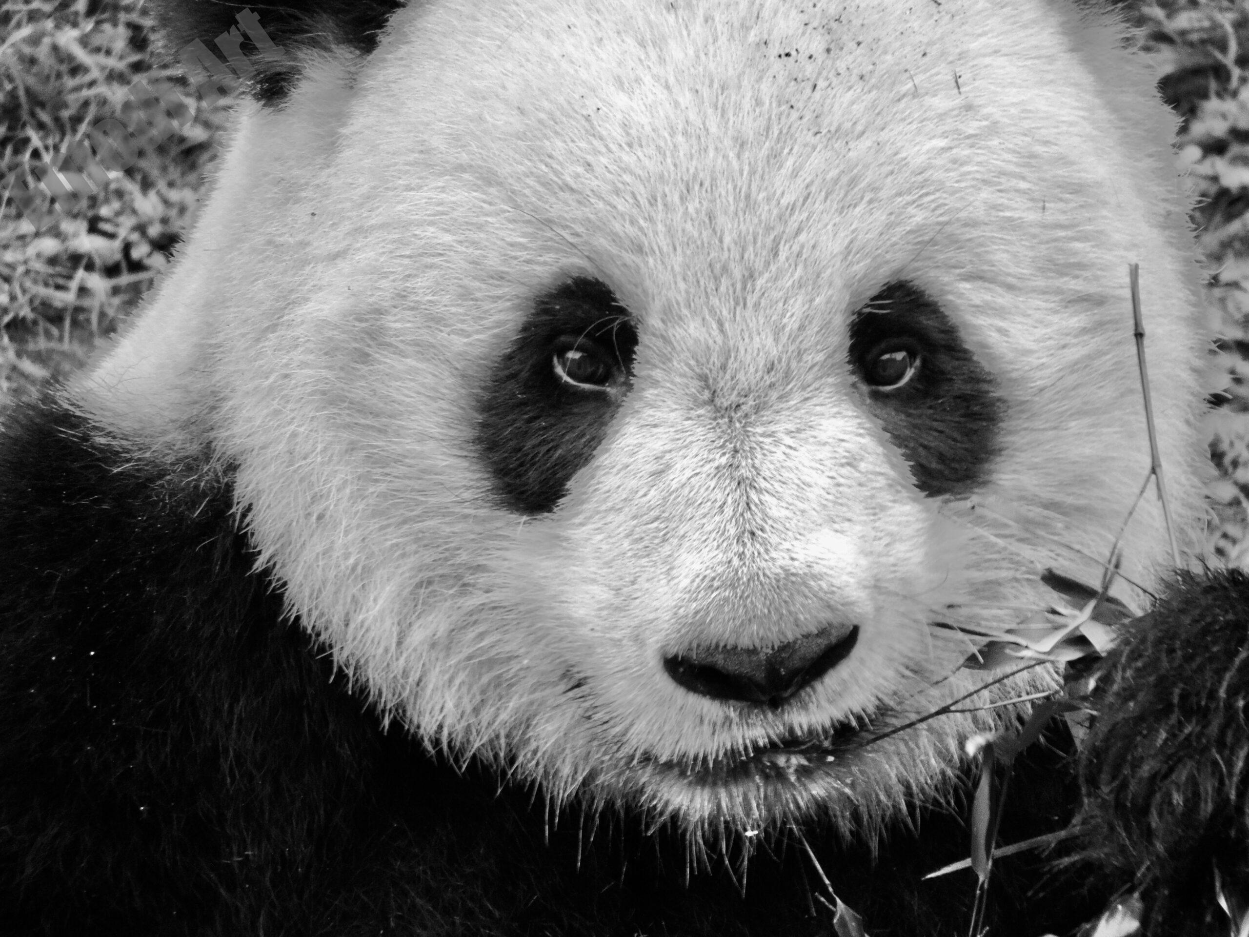 Le noir et blanc en photo – Image 92