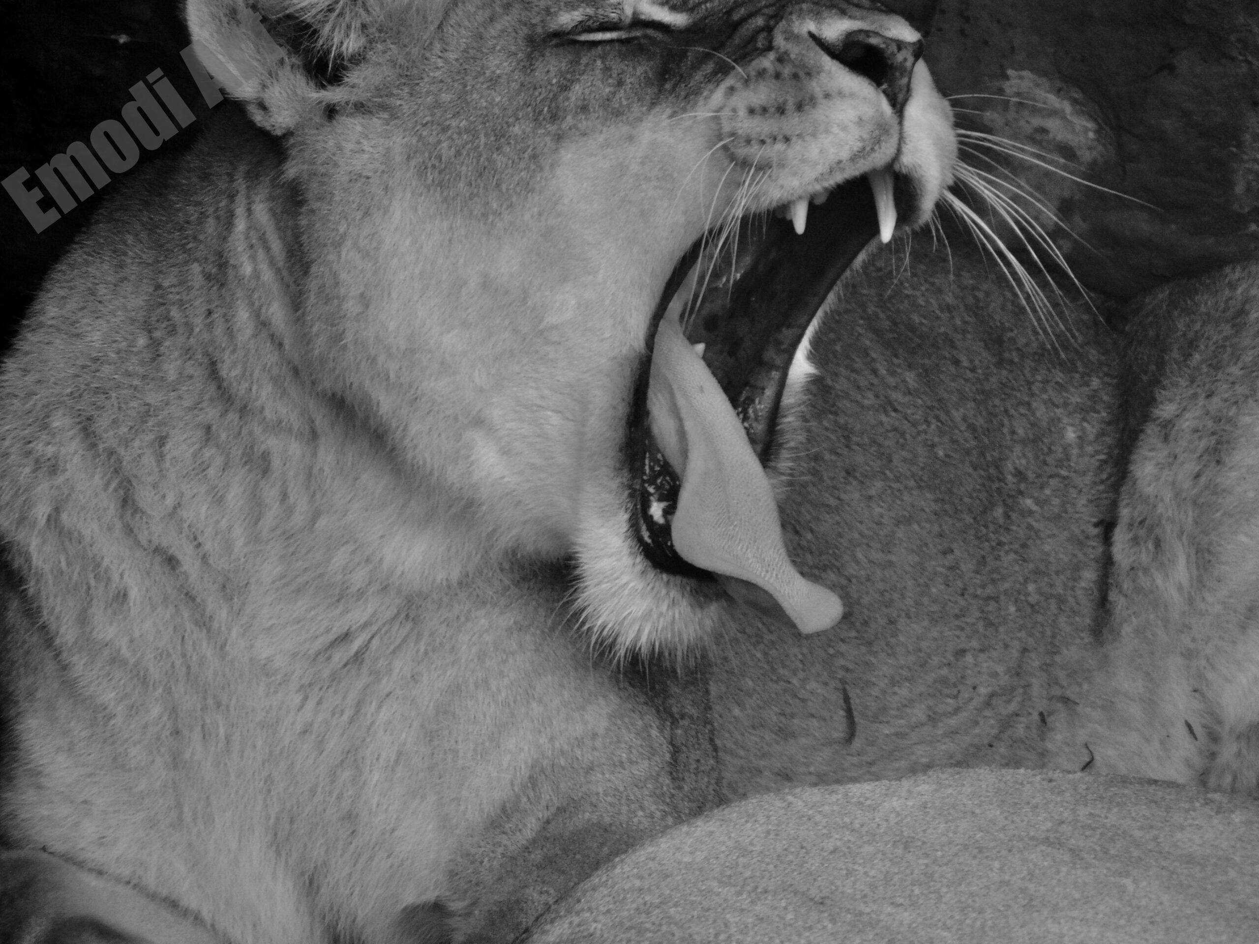 Lion majestueux – Image 15