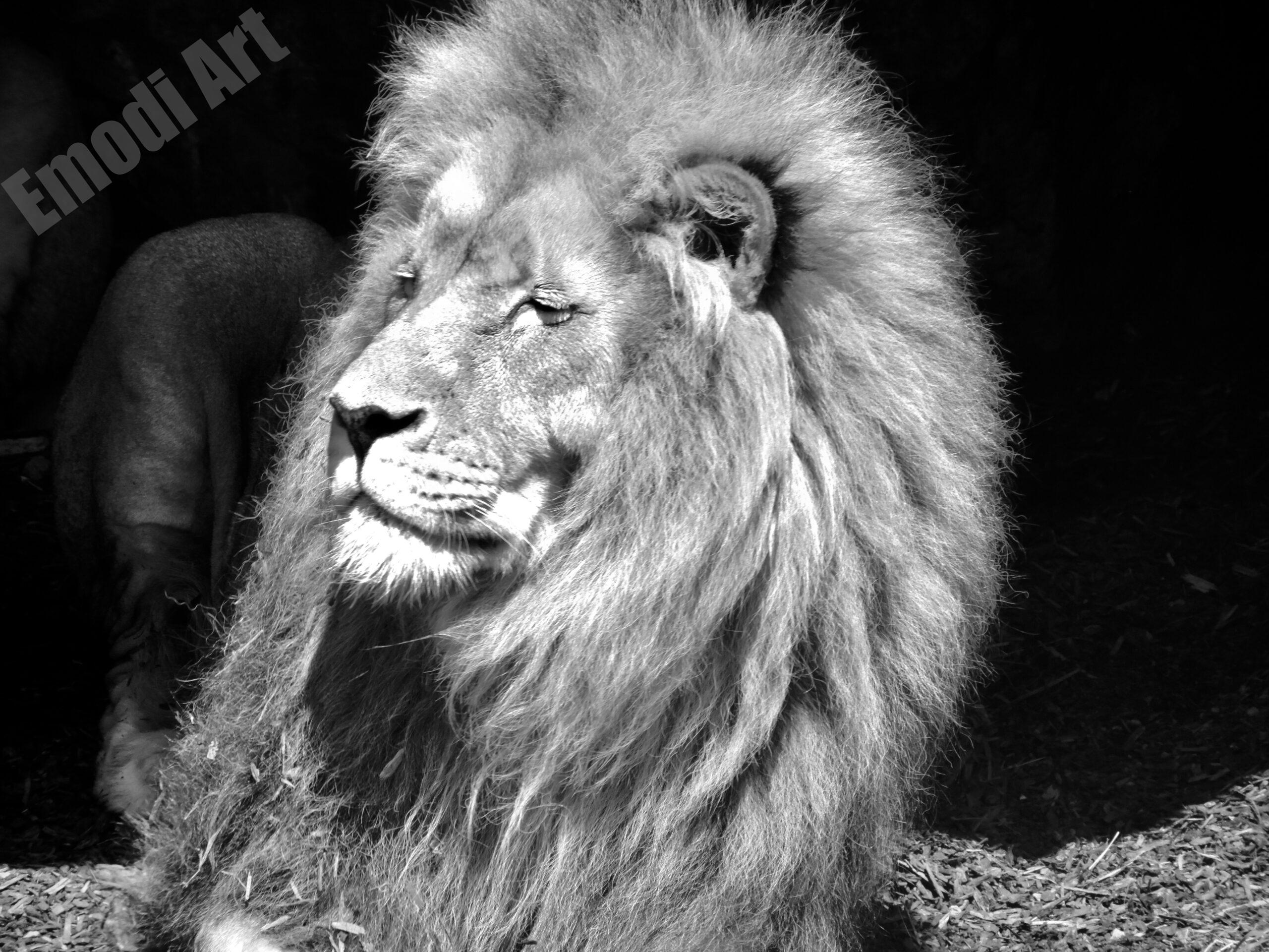 Lion majestueux – Image 4