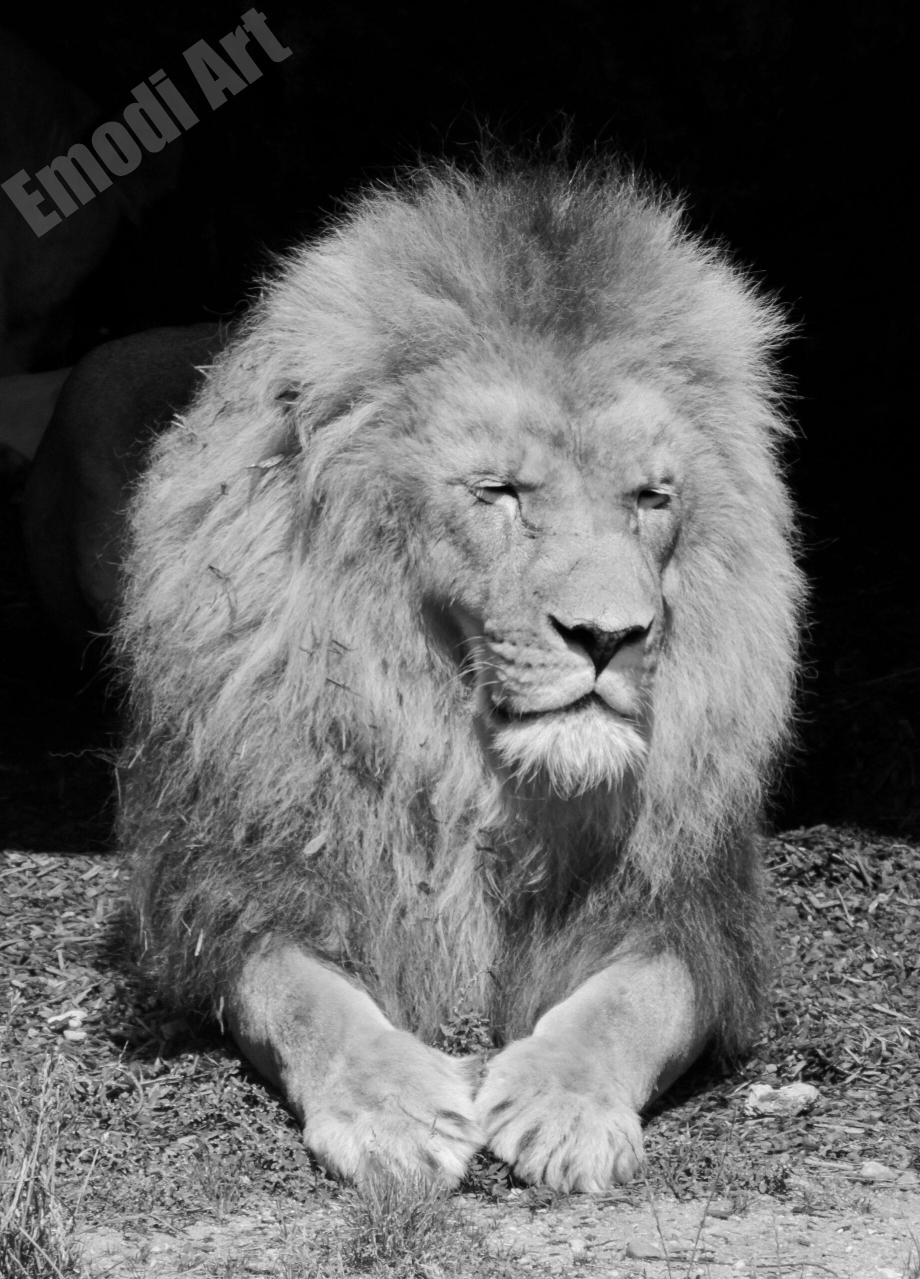 Lion majestueux – Image 14