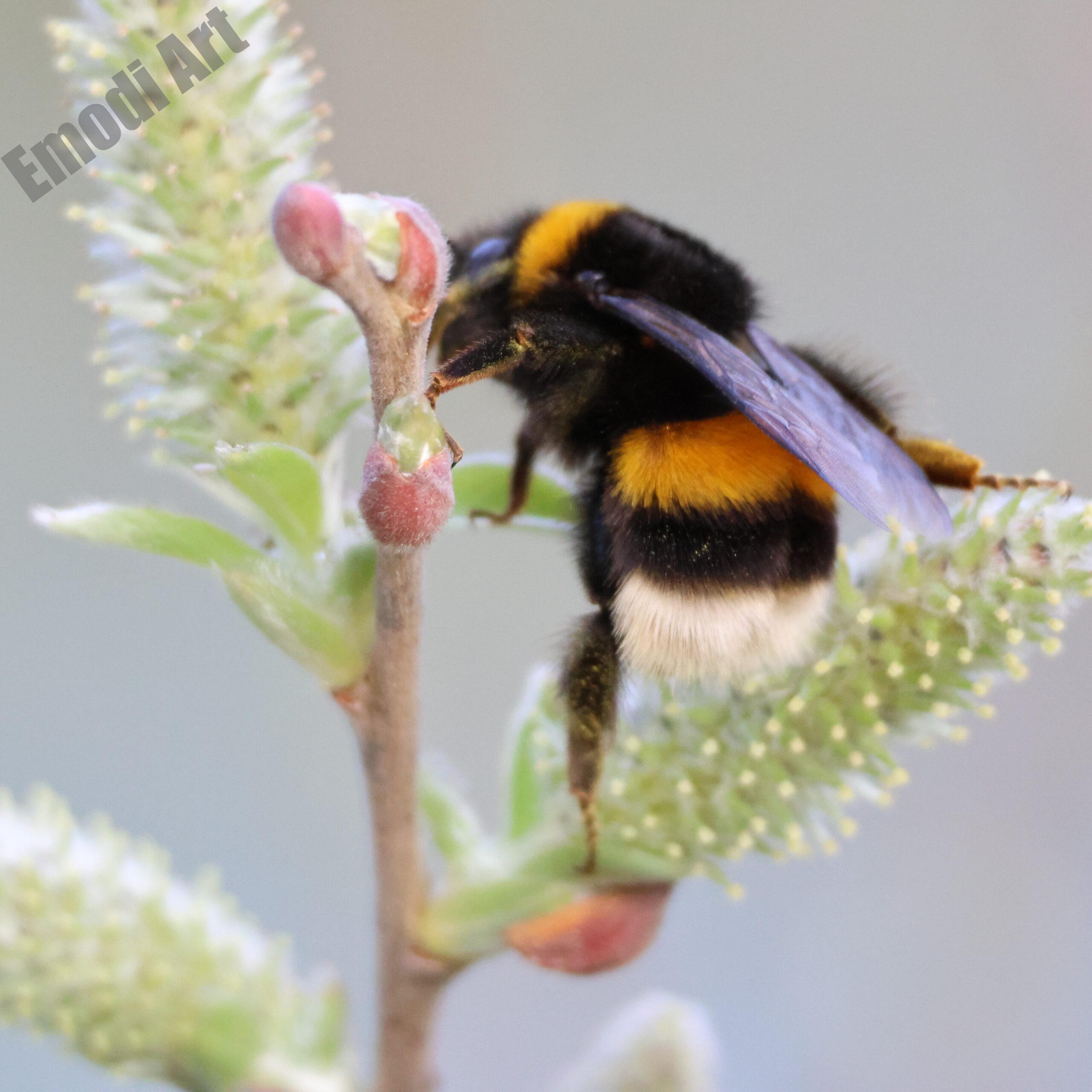 Le Papillon en macro – Image 5