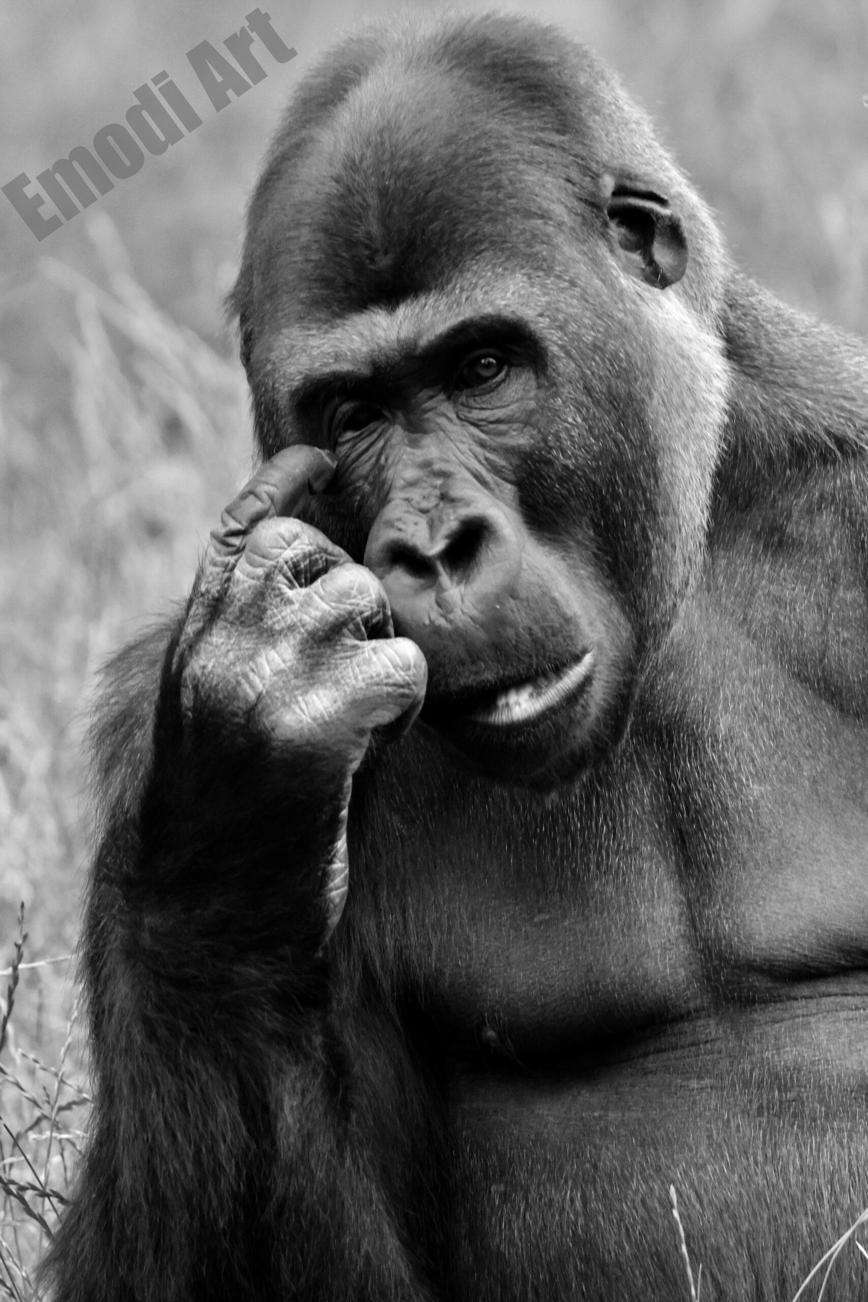 Le noir et blanc en photo – Image 89