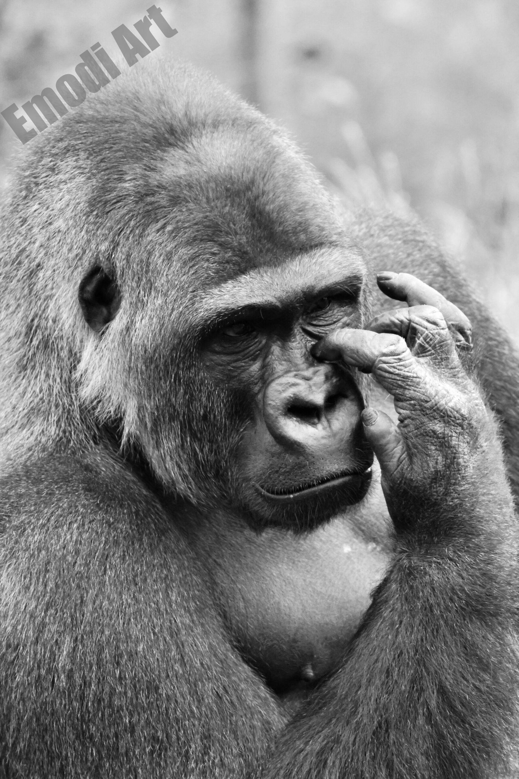 Le noir et blanc en photo – Image 91