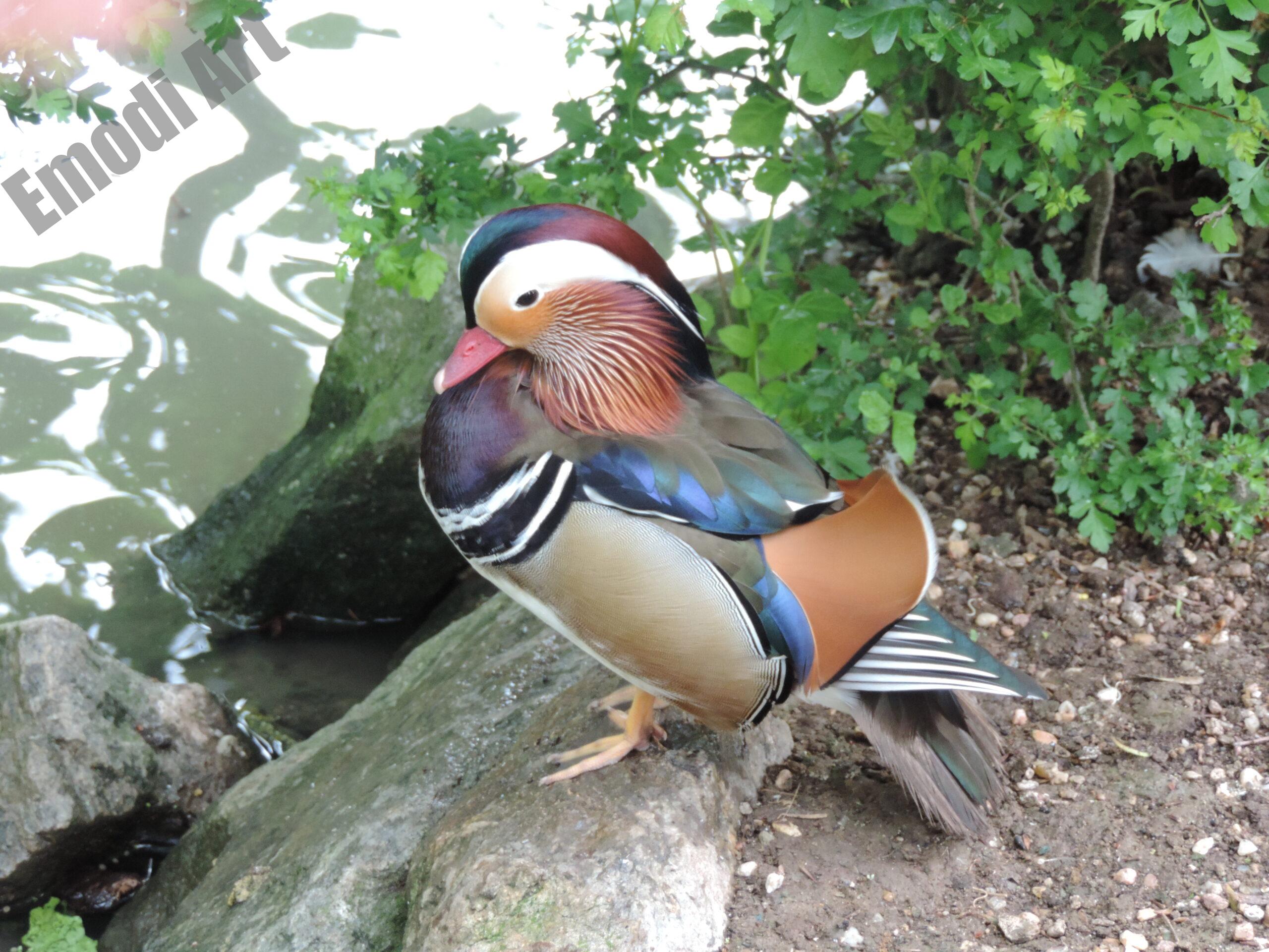 Le monde des oiseaux – Image 33