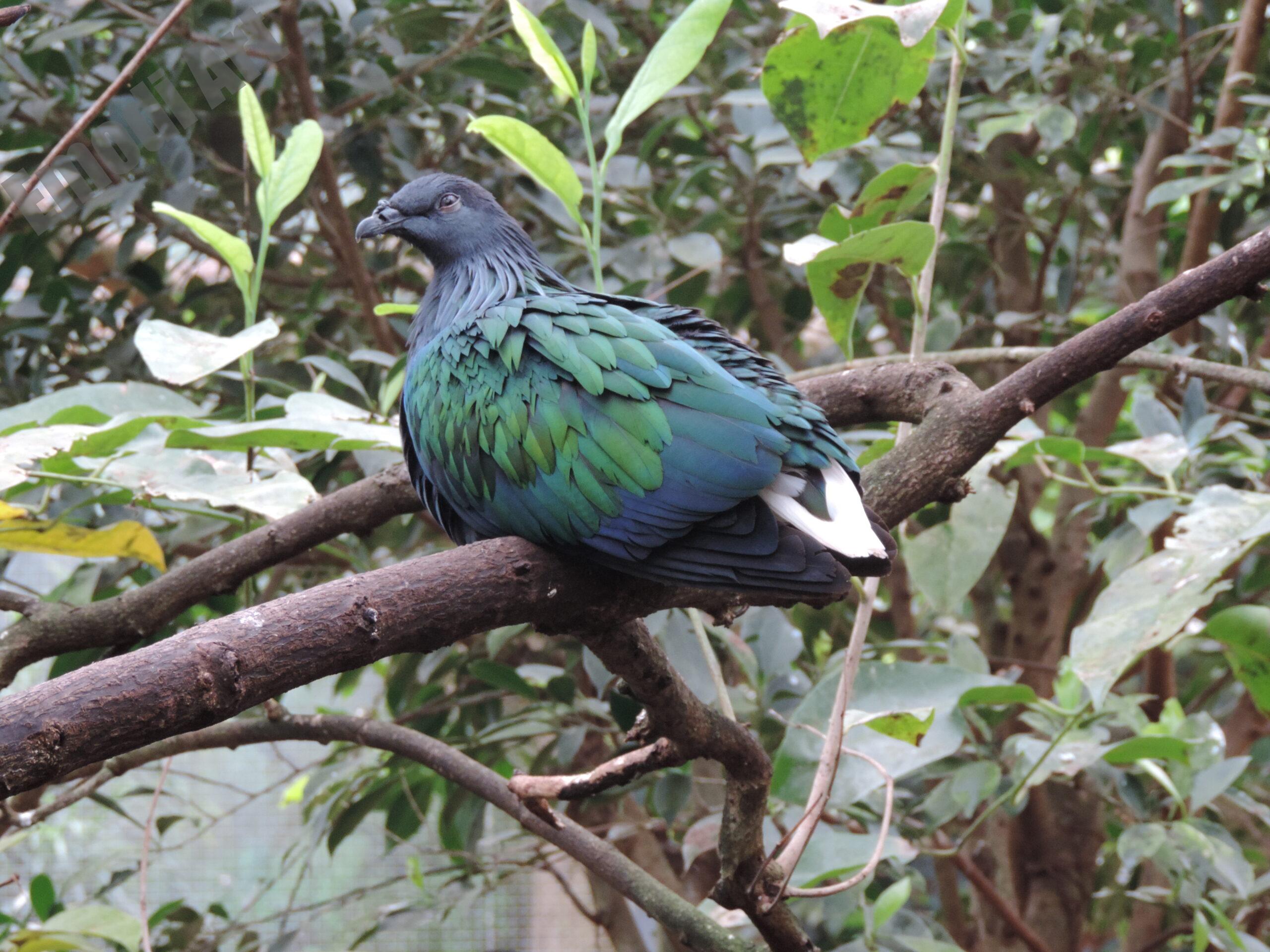 Le monde des oiseaux – Image 32