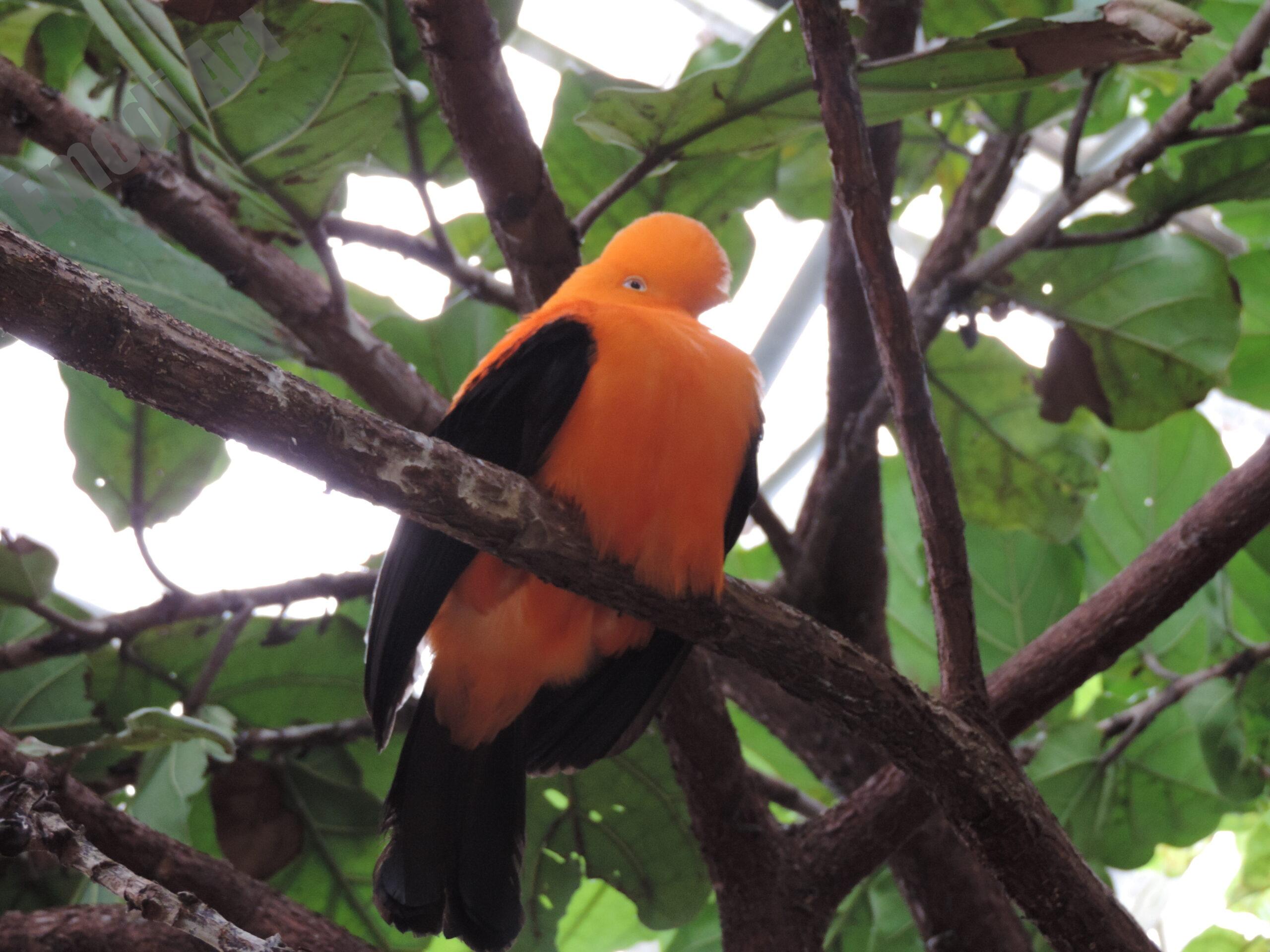 Le monde des oiseaux – Image 31