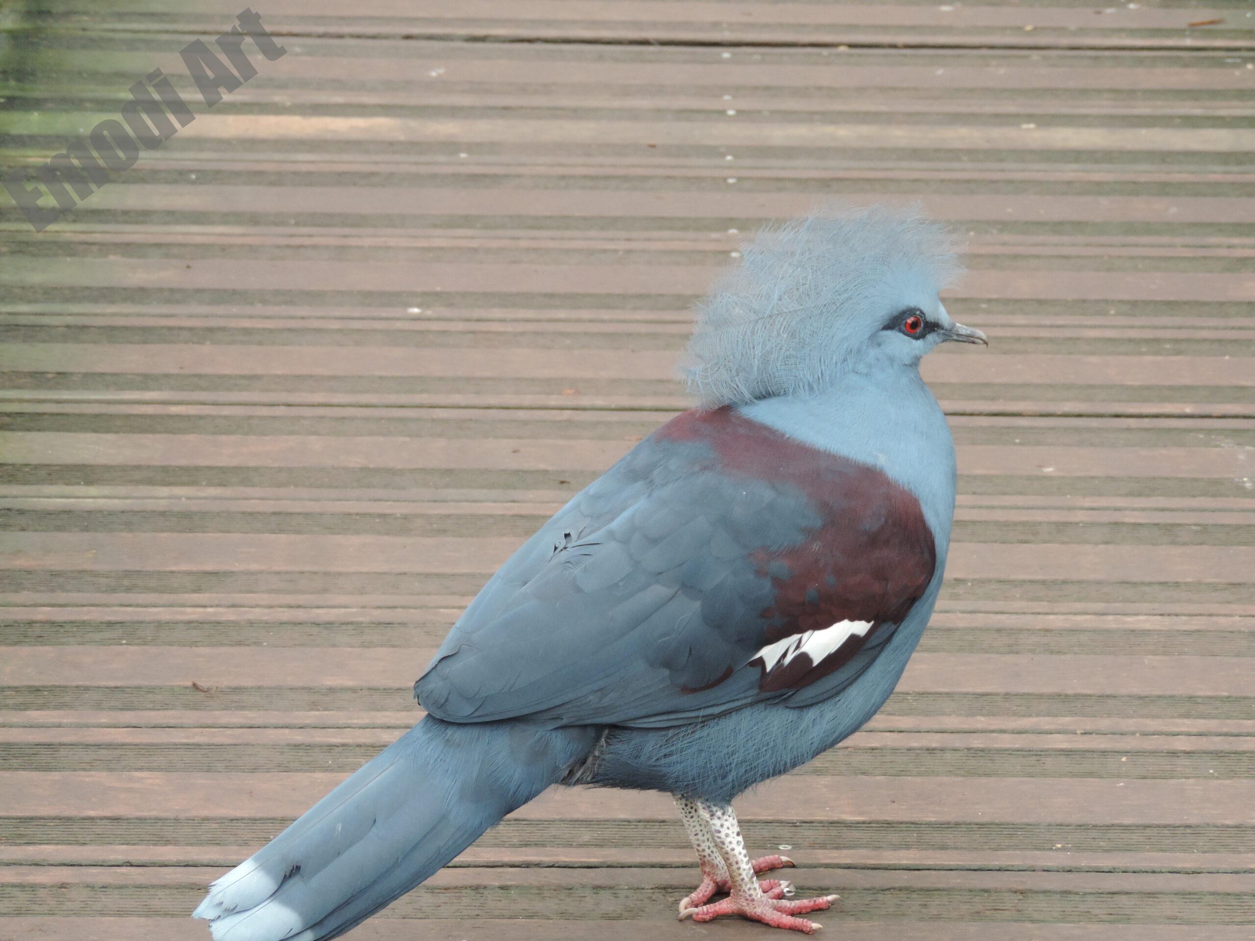 Le monde des oiseaux – Image 30