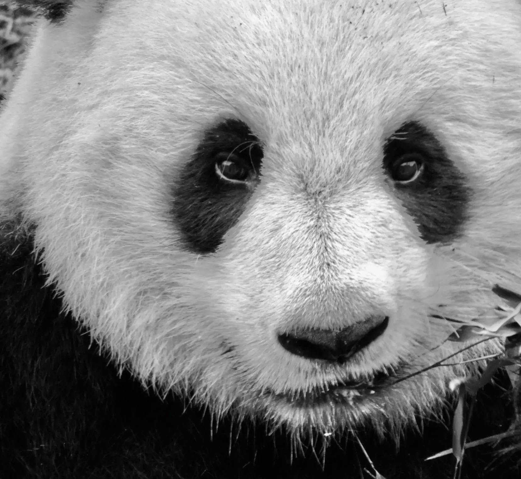 Le noir et blanc en photo – Image 23