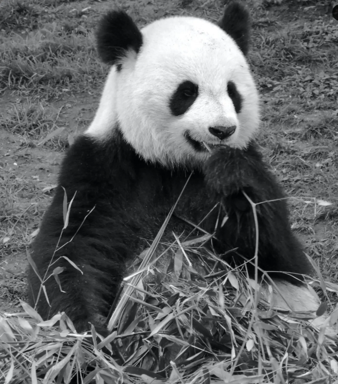 Le noir et blanc en photo – Image 24