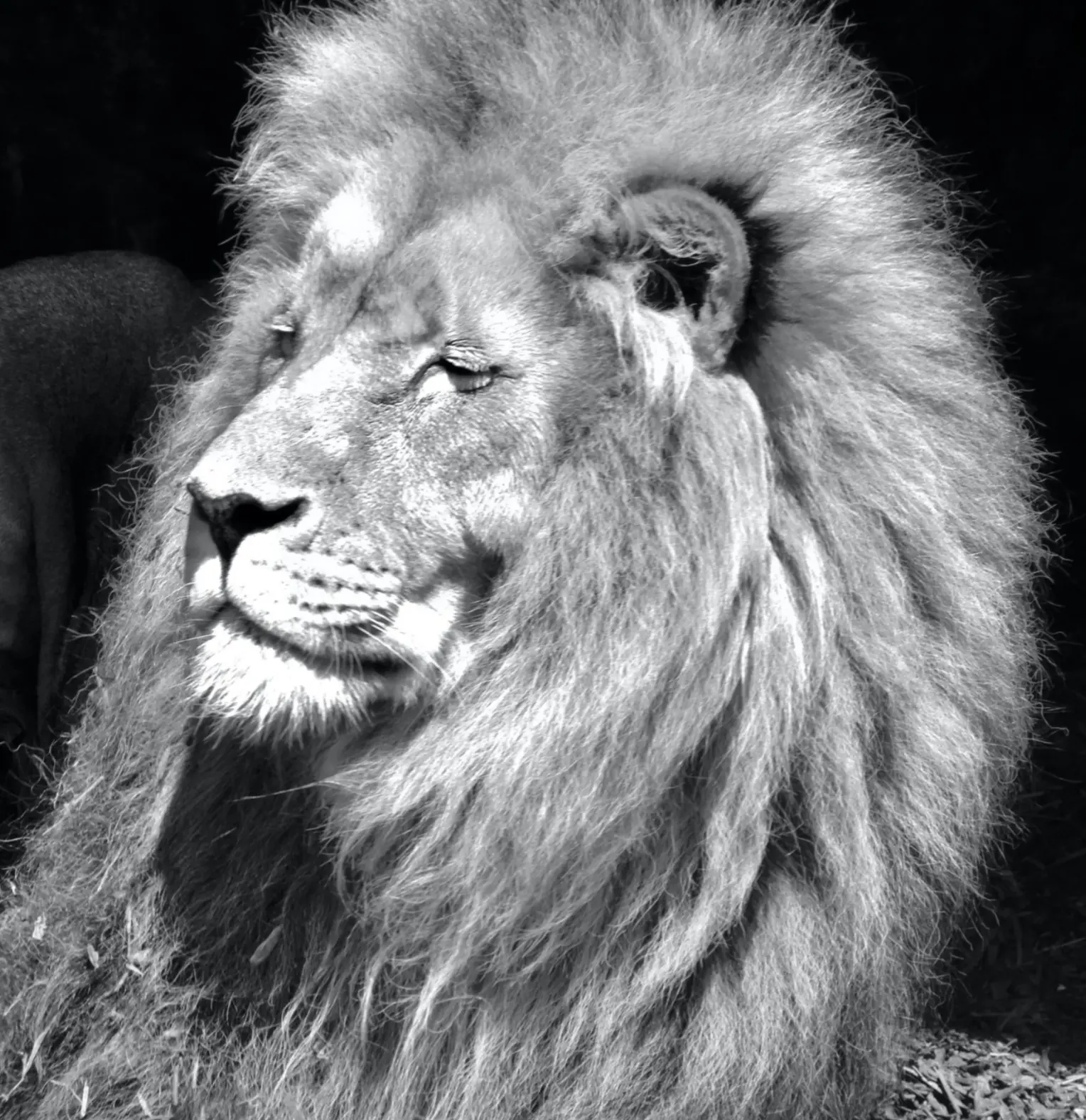 Le noir et blanc en photo – Image 22