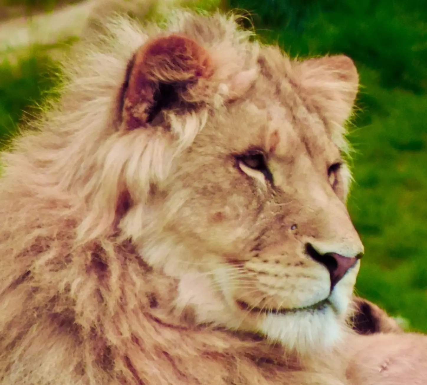 Lion majestueux – Image 9
