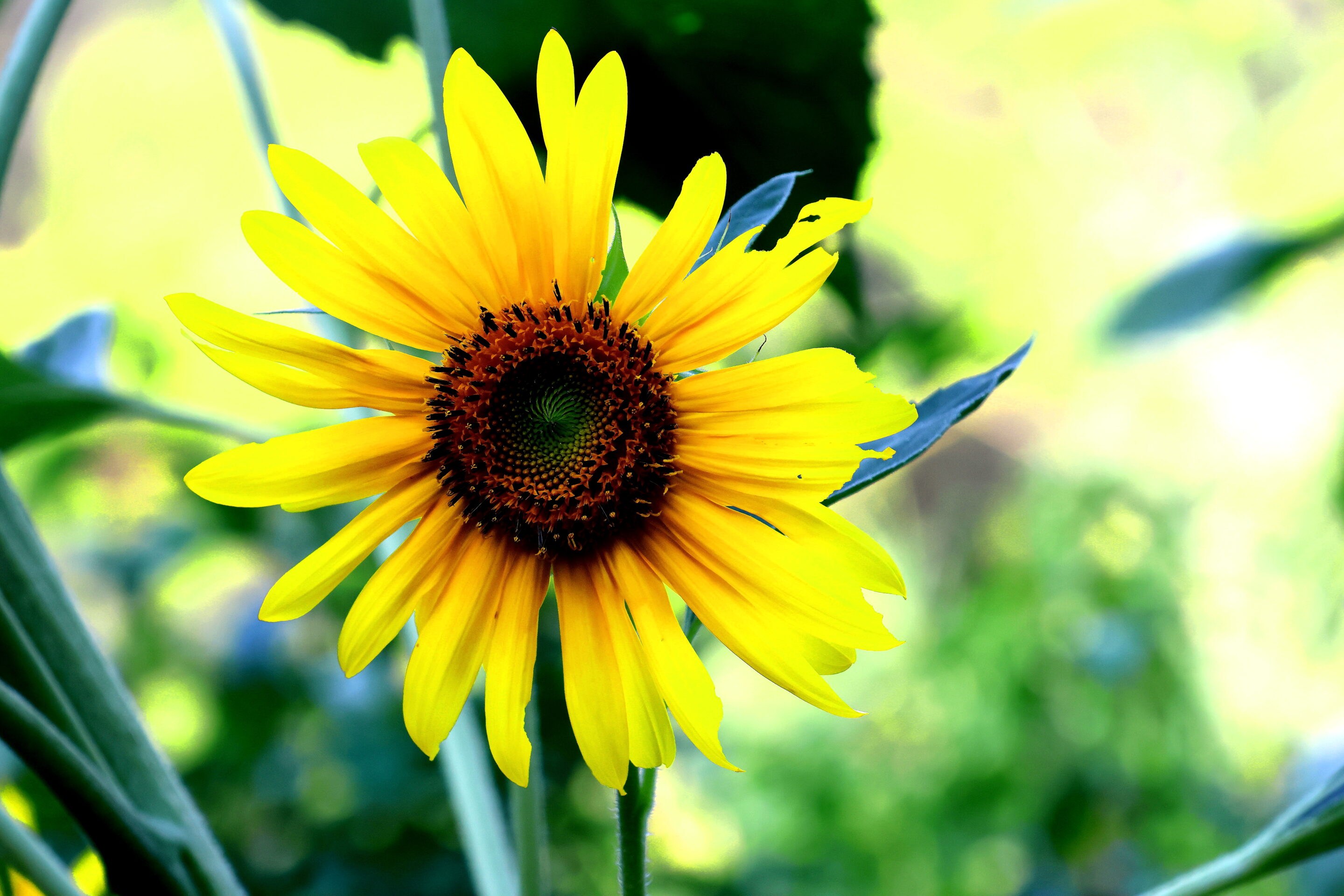 Les fleurs aux couleurs magique – Image 20