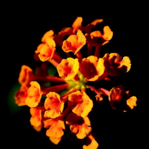 Les fleurs aux couleurs magique