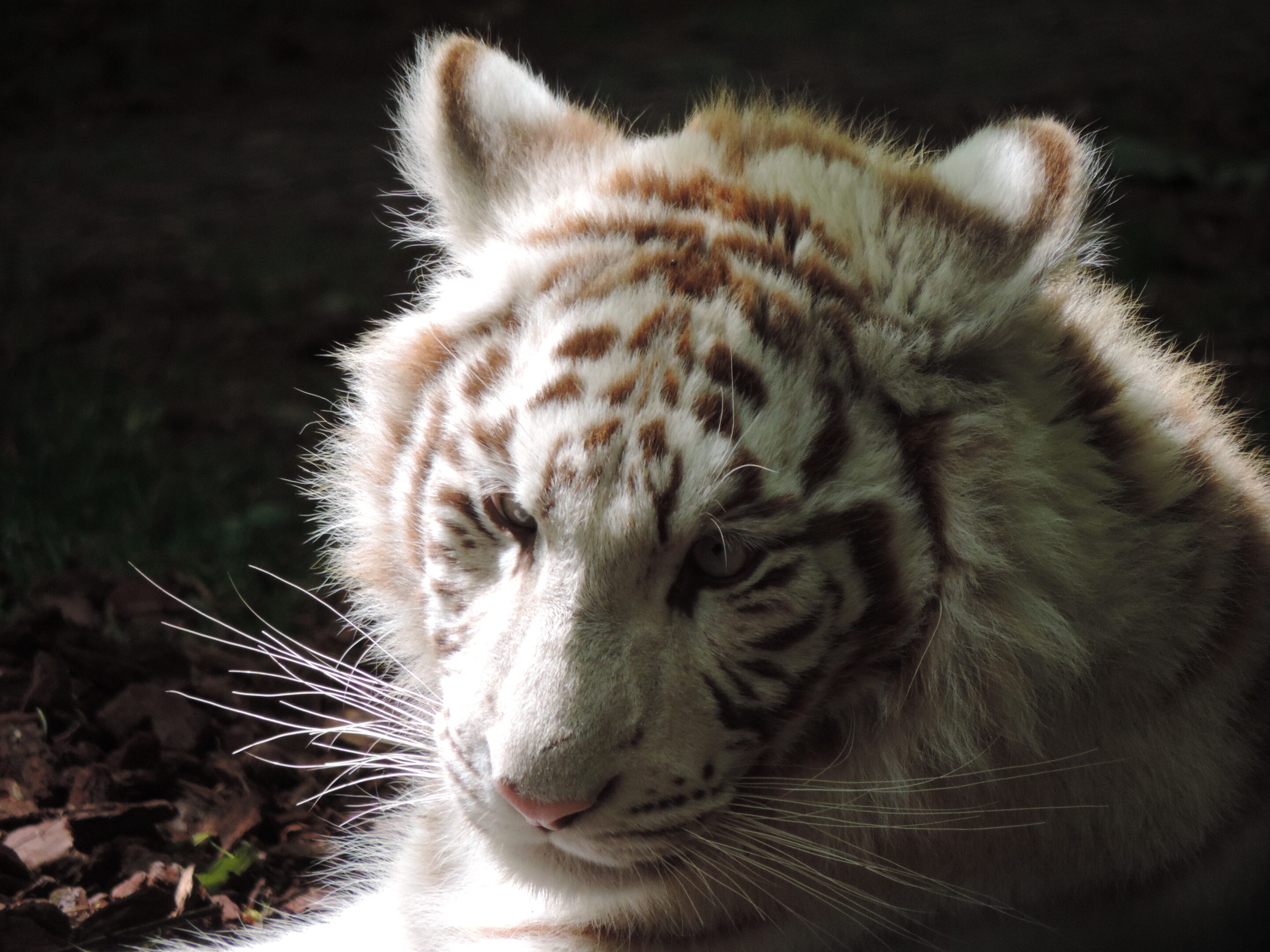 Tigre blanc bébé – Image 3