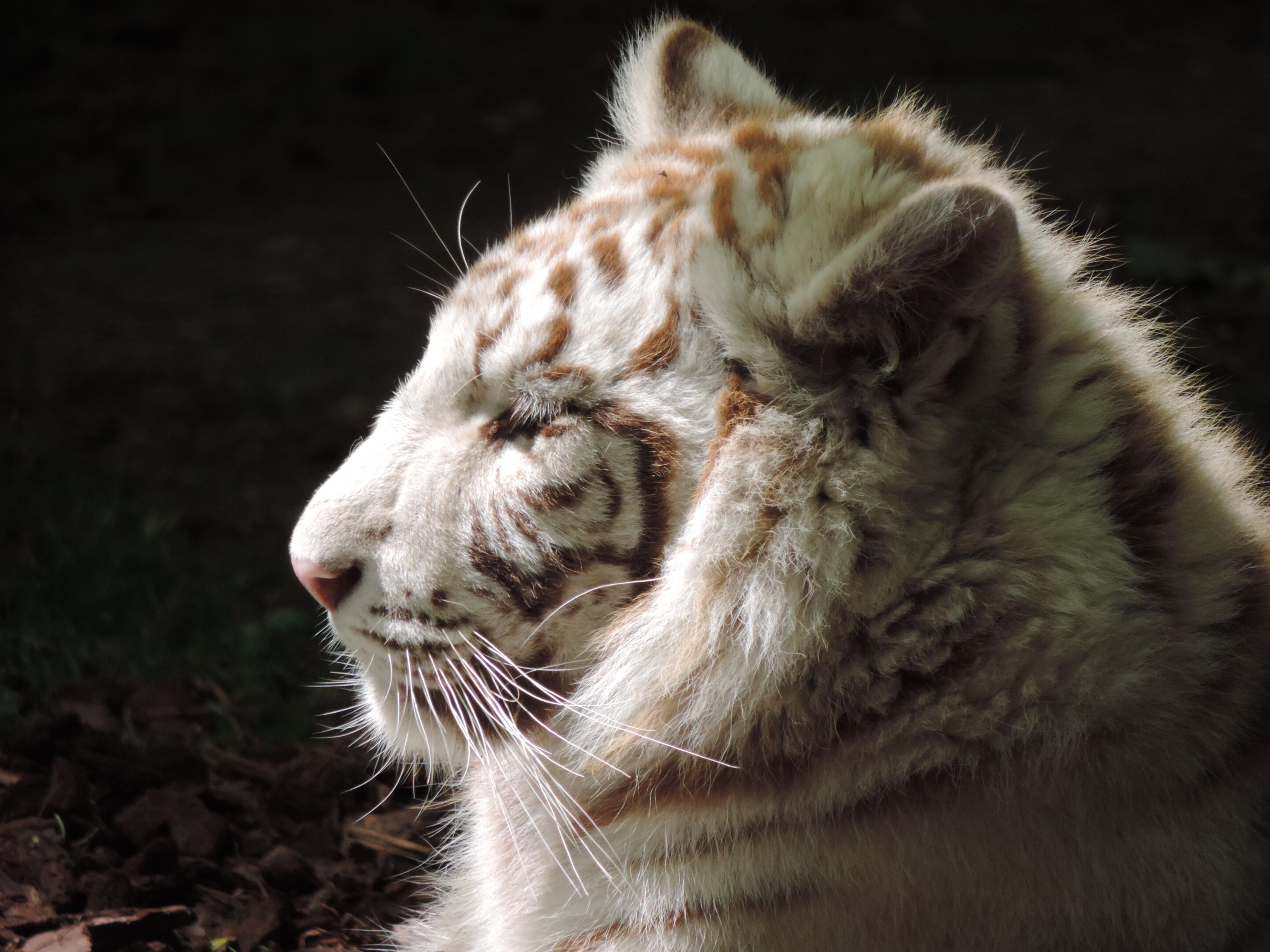 Tigre blanc bébé – Image 7