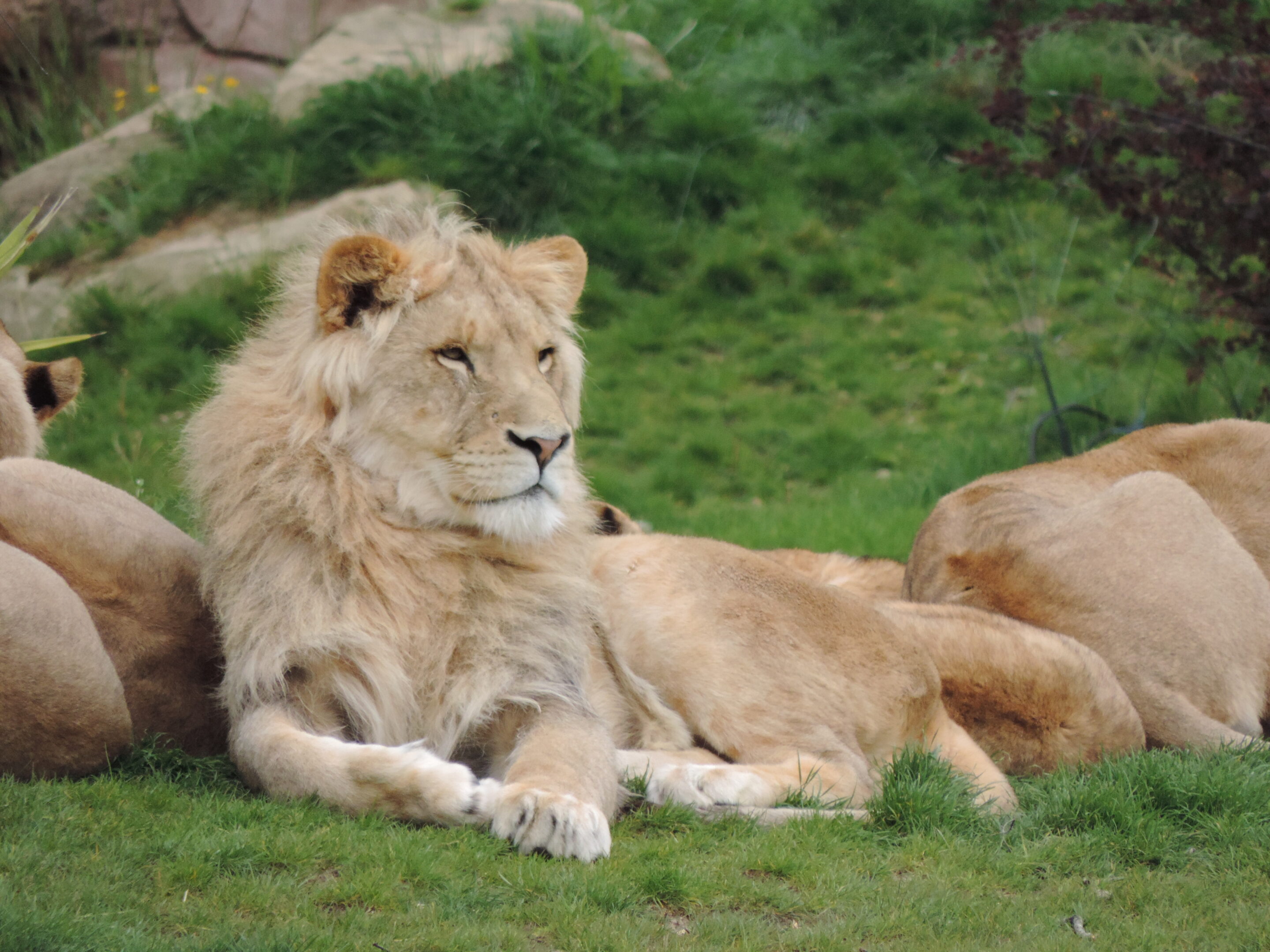 Lion majestueux – Image 16