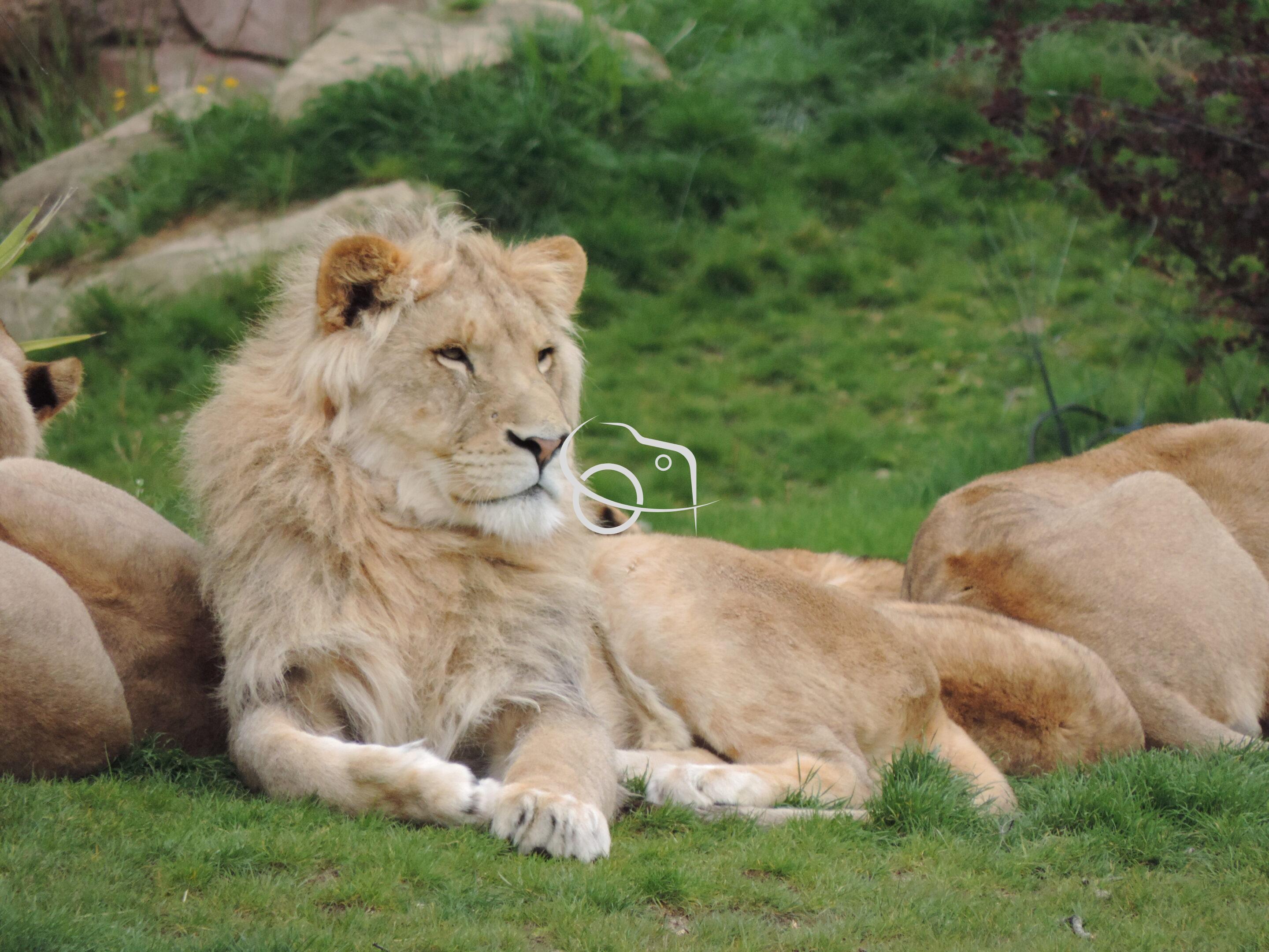 Lion majestueux – Image 15