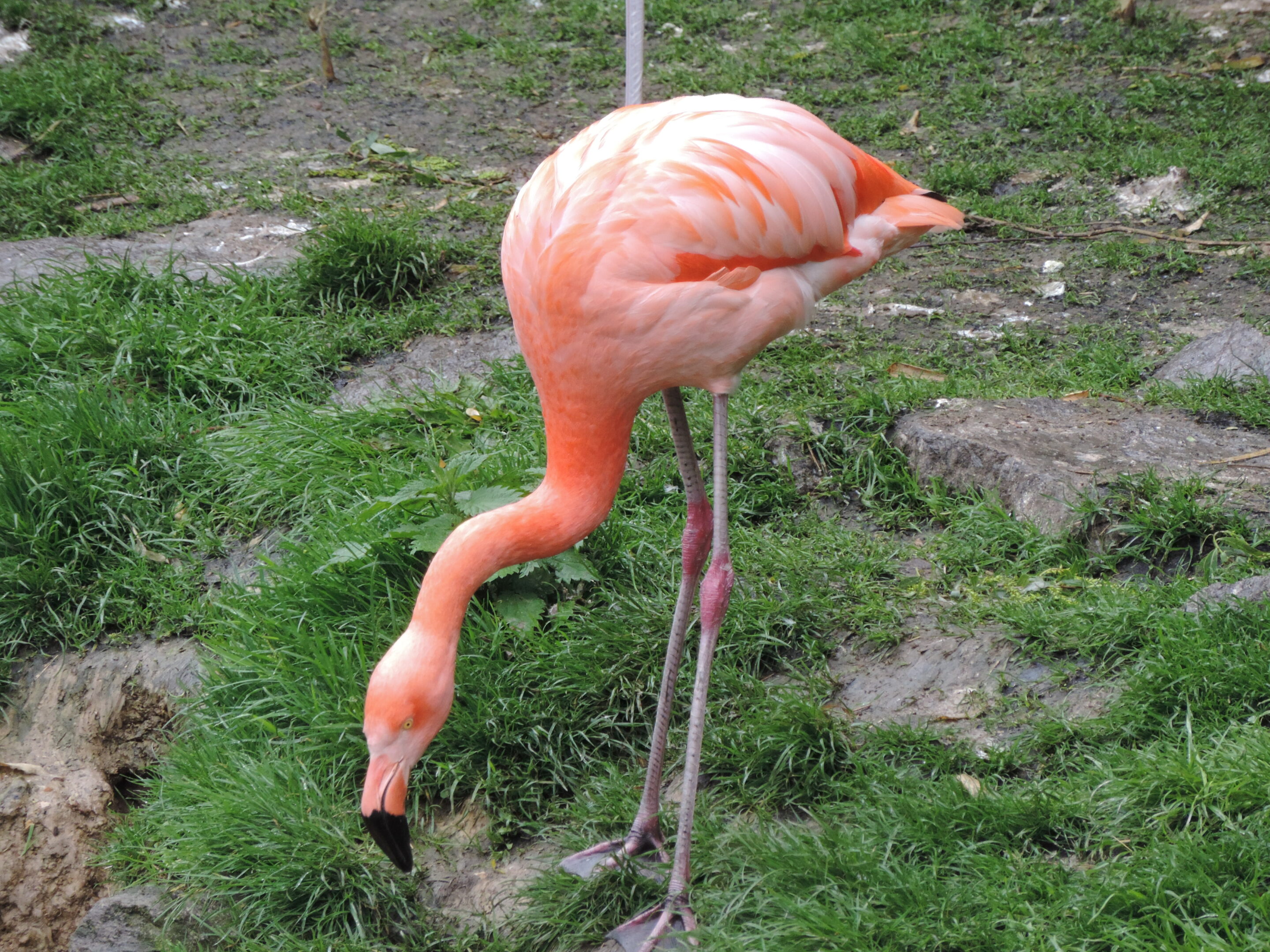 Le monde des oiseaux – Image 24