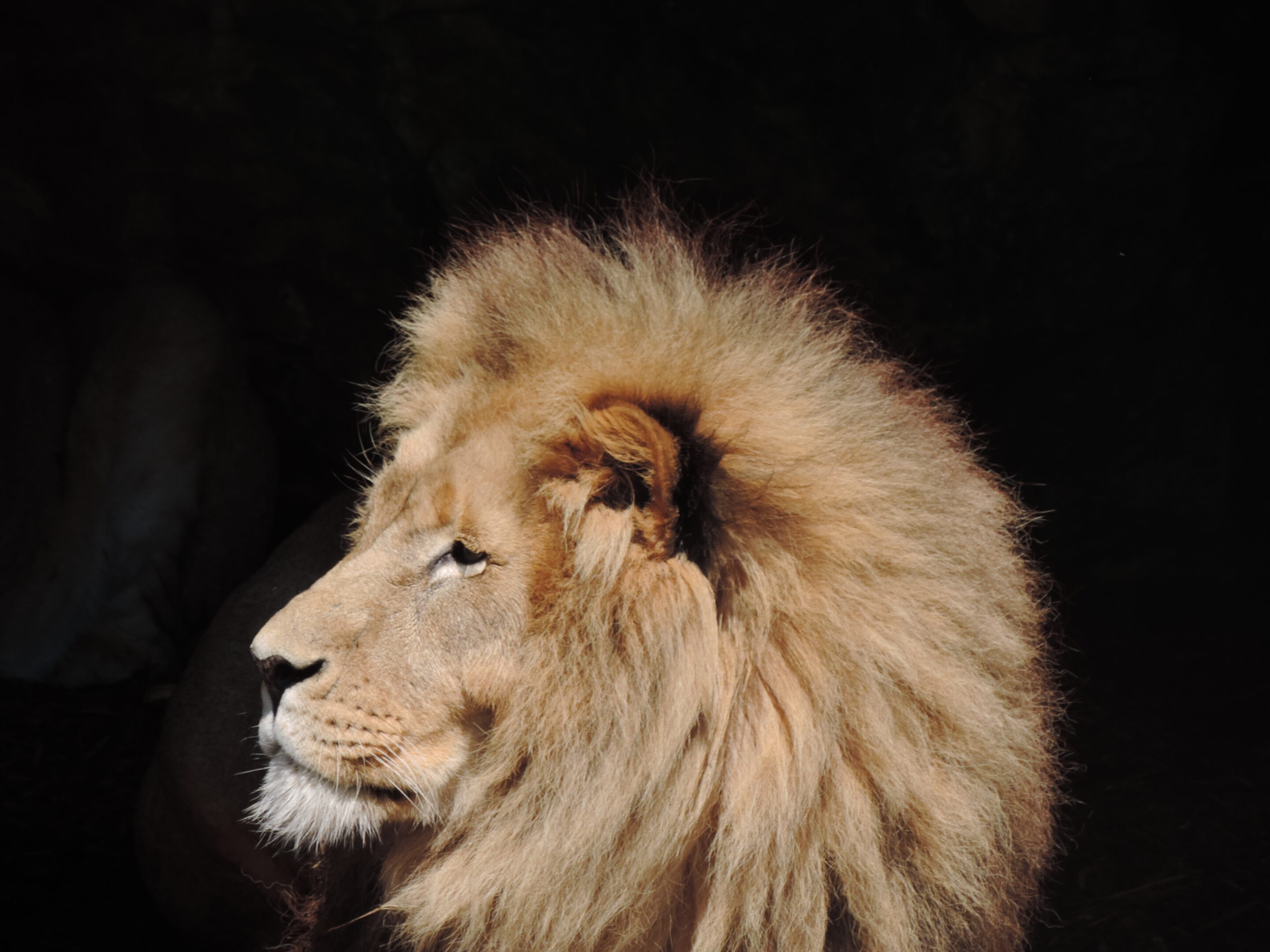 Lion majestueux – Image 8