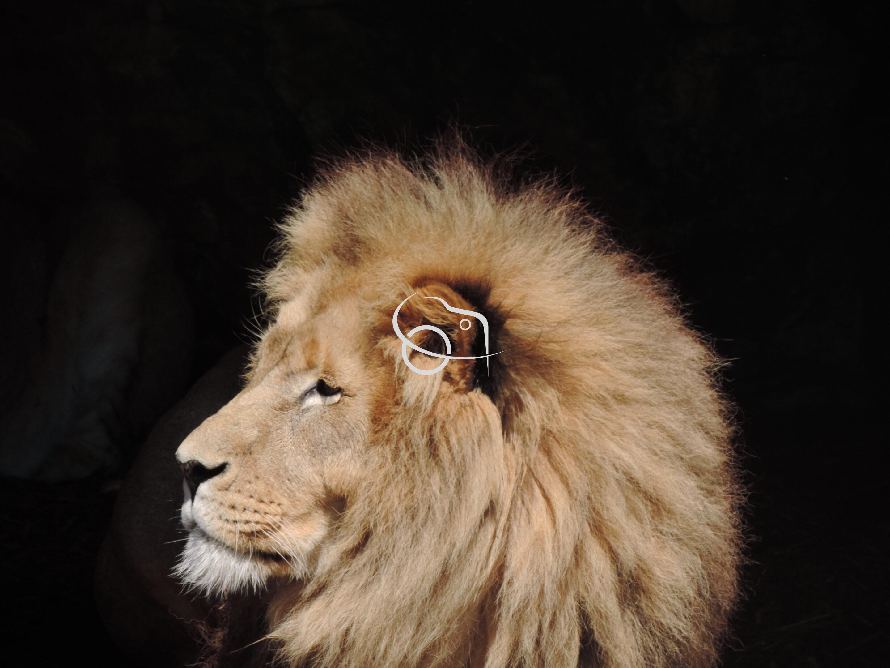 Lion majestueux – Image 7