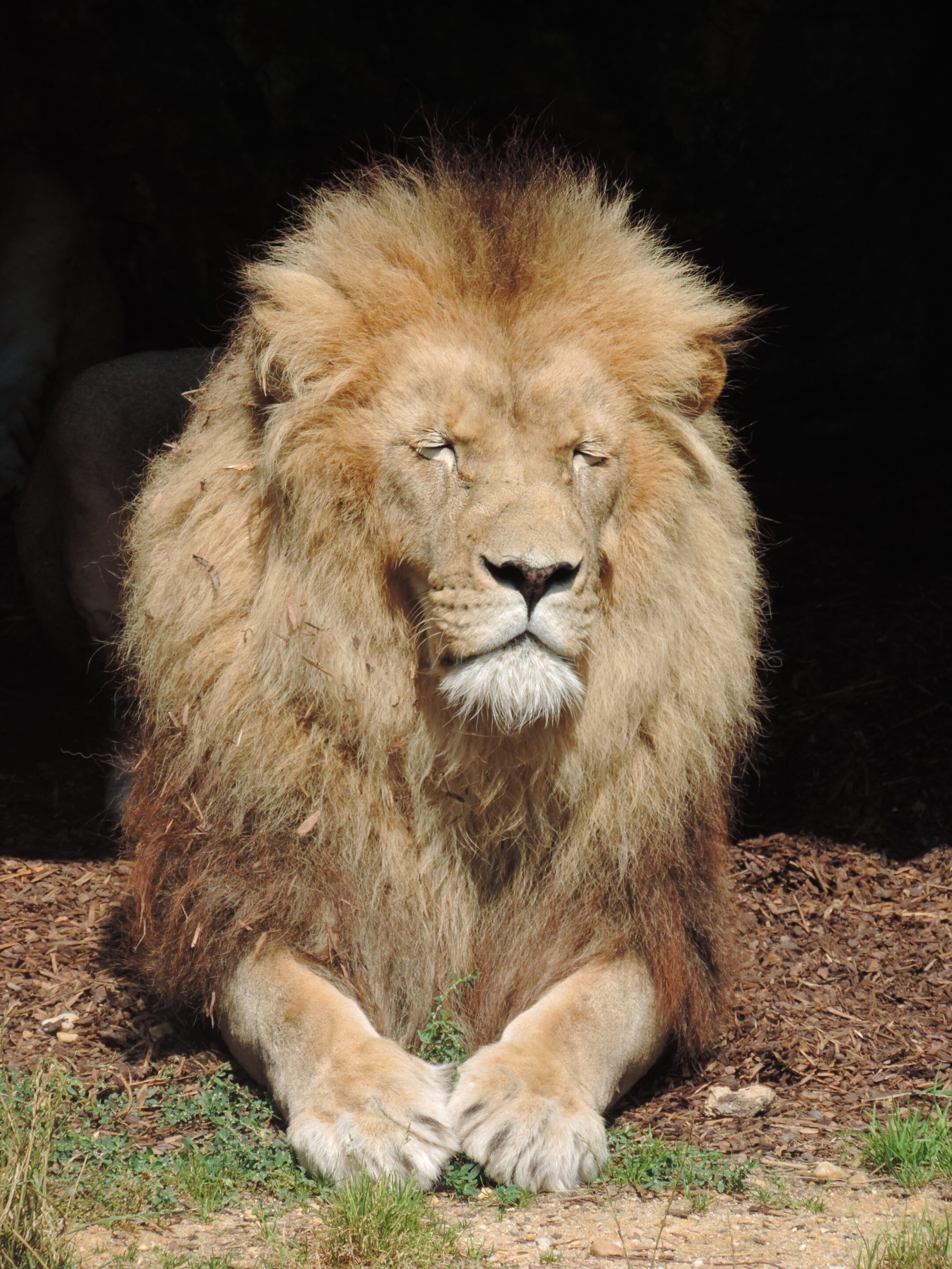 Lion majestueux – Image 17