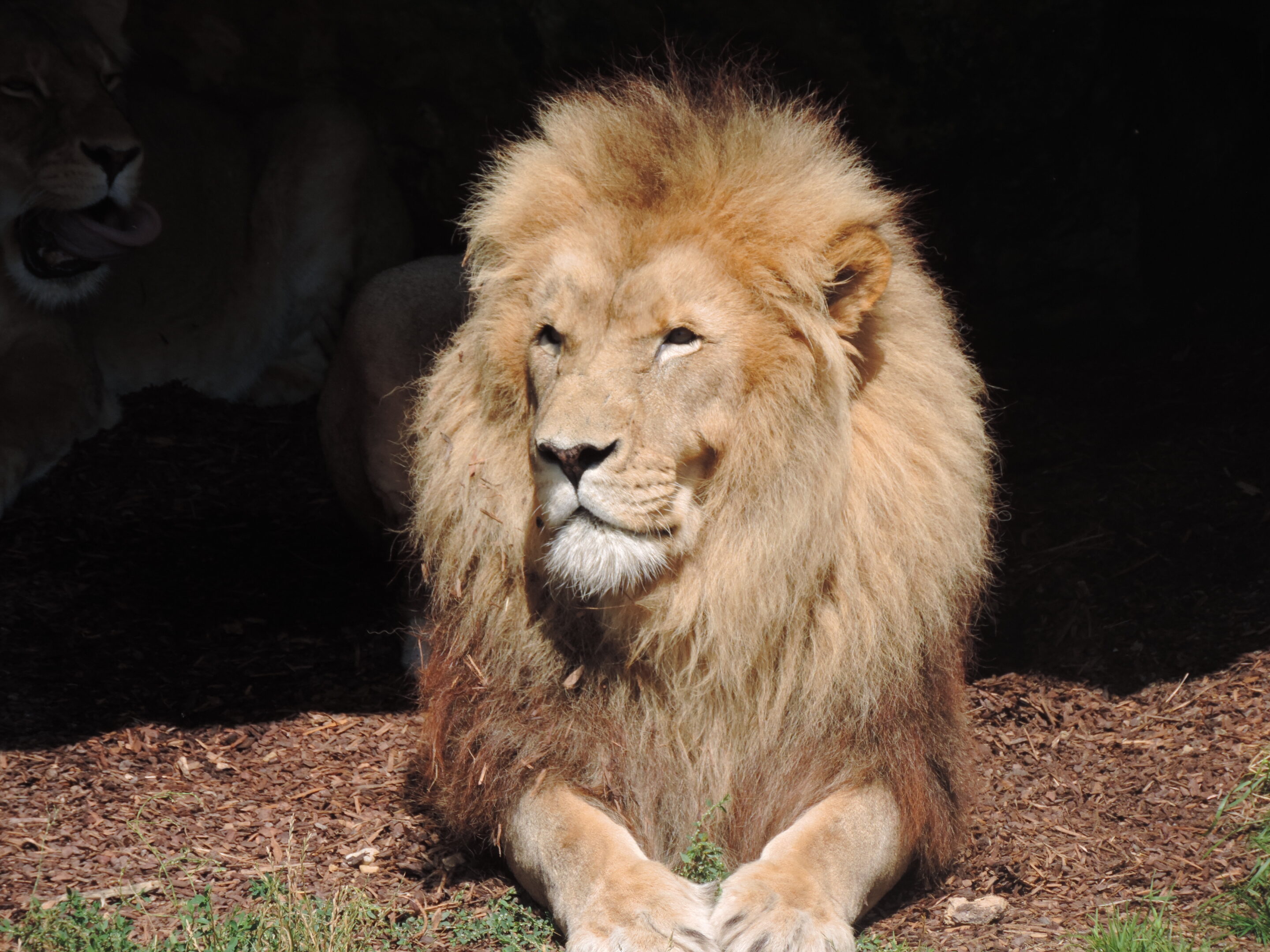 Lion majestueux – Image 13