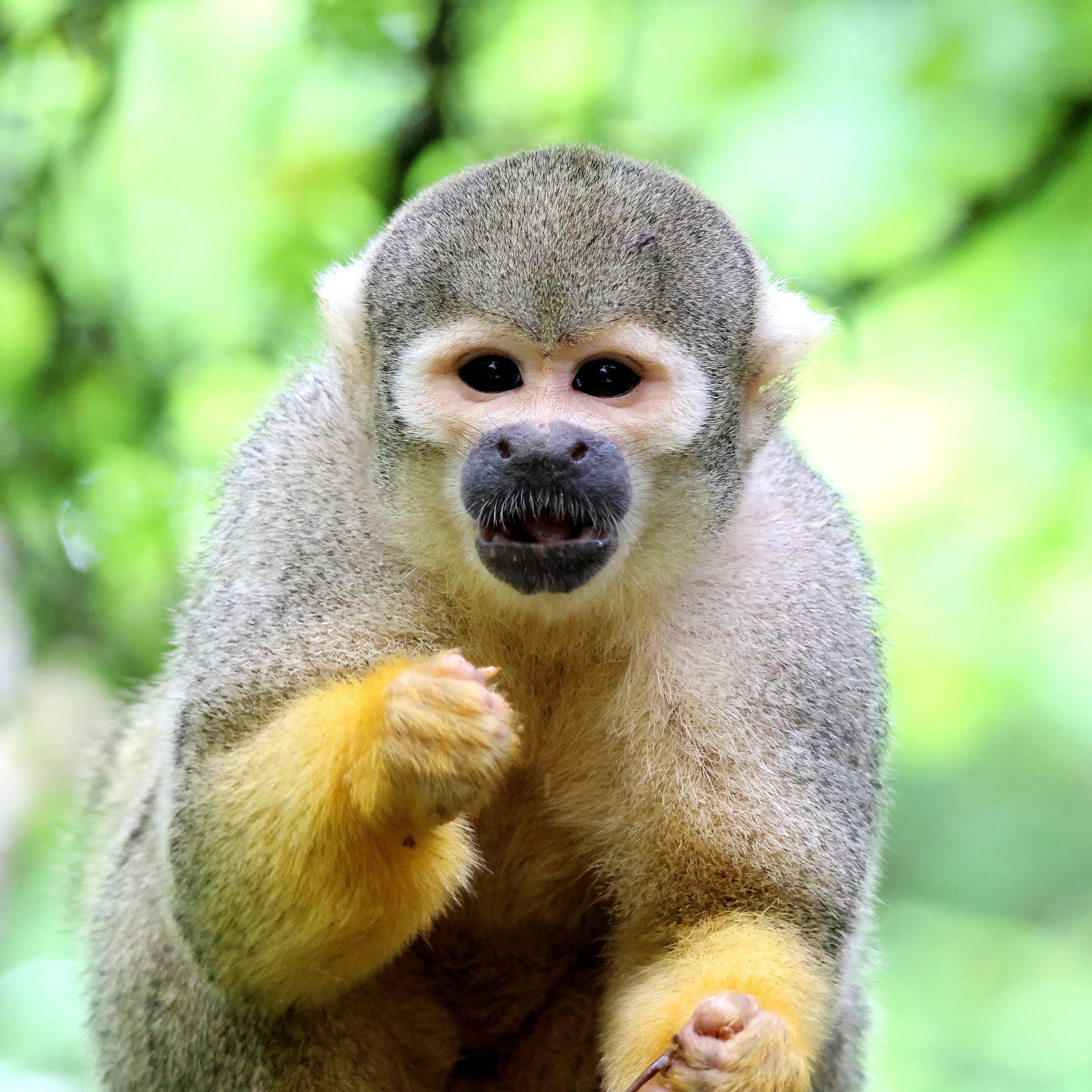 Singe écureuil ou Saïmiri – Image 5