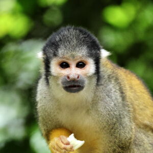 Singe écureuil ou Saïmiri