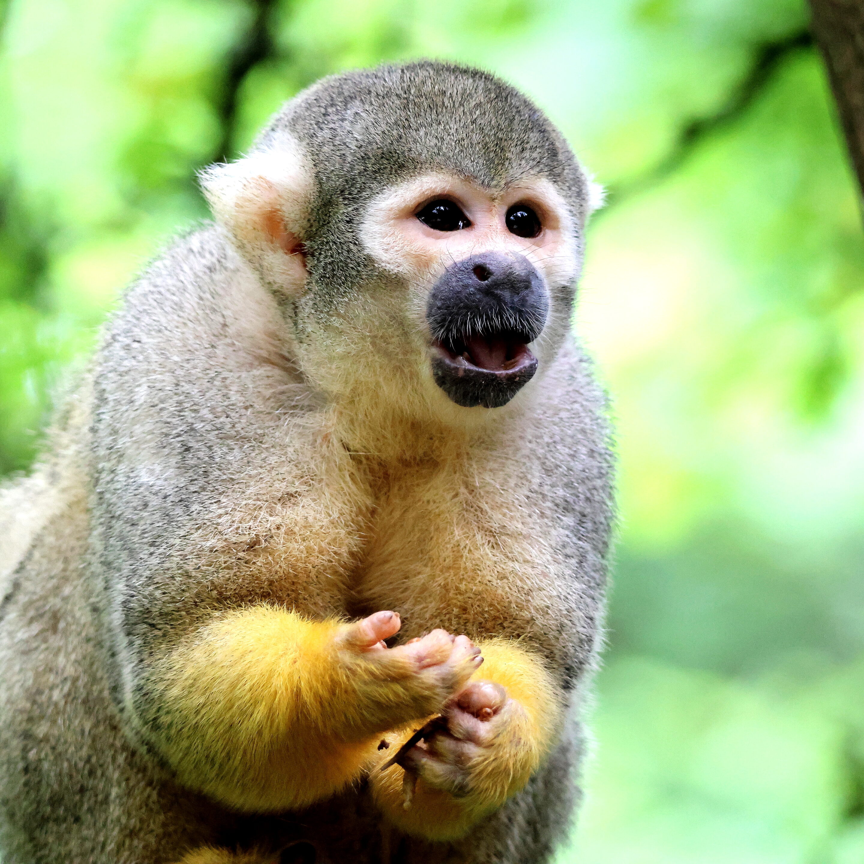 Singe écureuil ou Saïmiri – Image 7