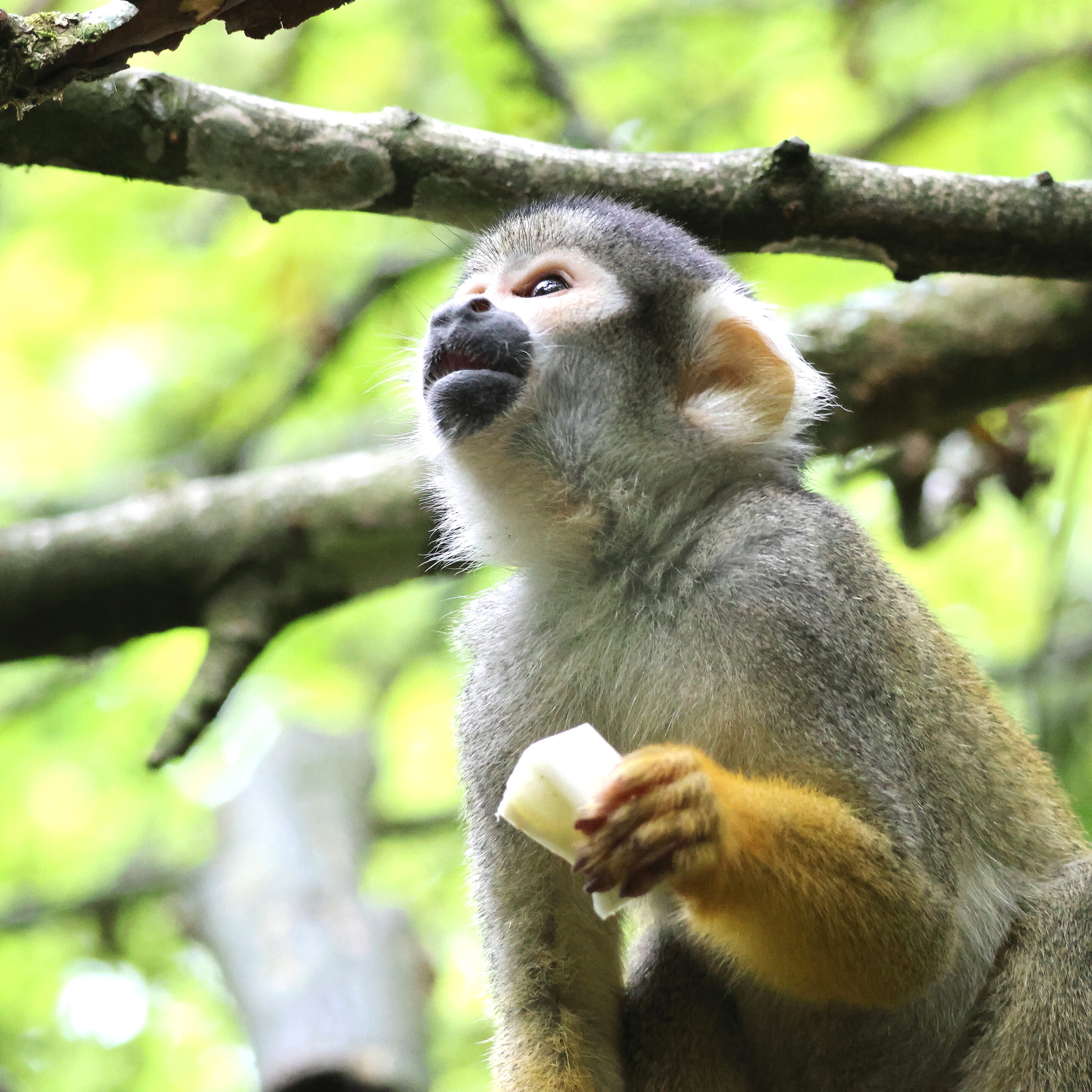 Singe écureuil ou Saïmiri – Image 8