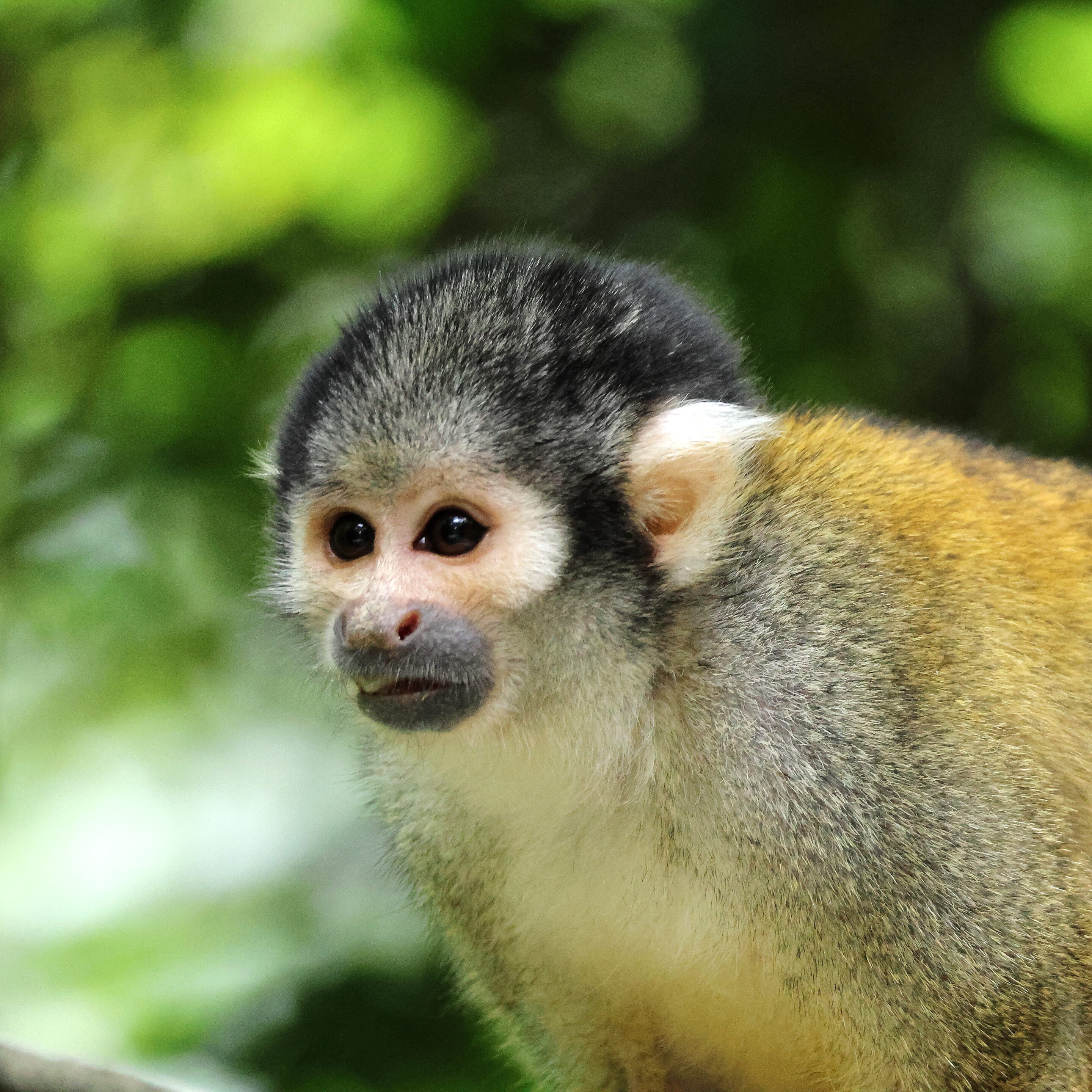 Singe écureuil ou Saïmiri – Image 2