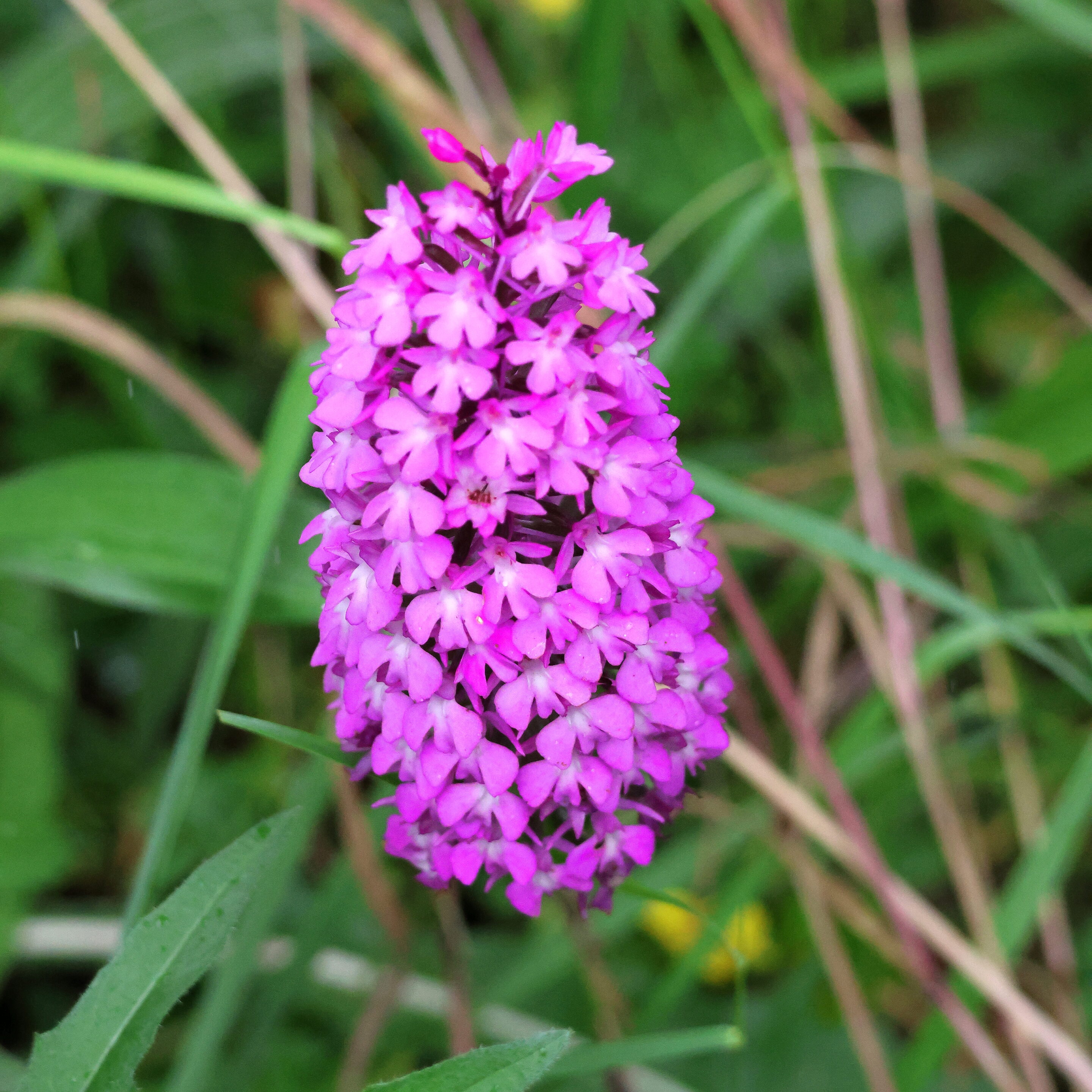 Les fleurs aux couleurs magique – Image 10
