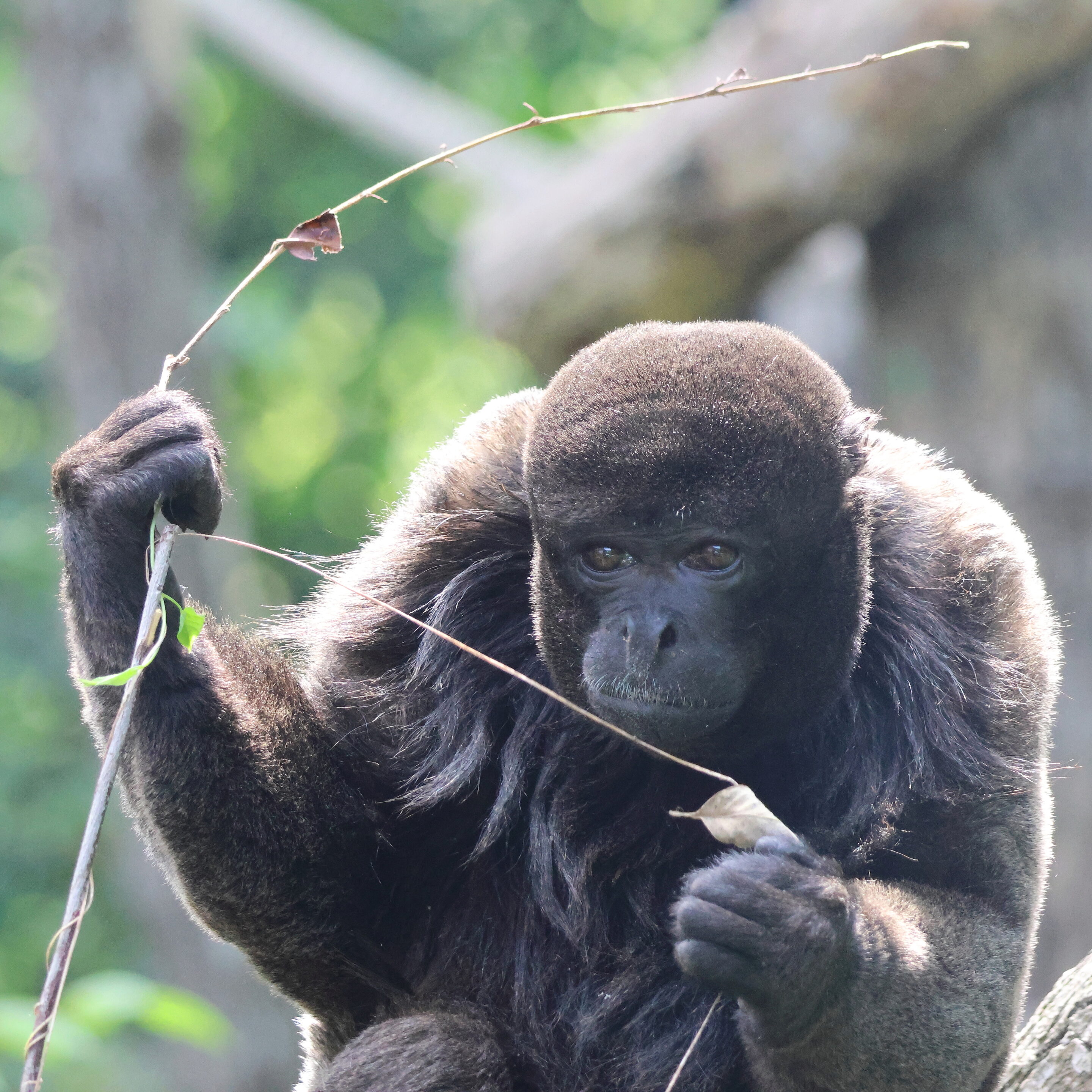 Le singe laineux – Image 3