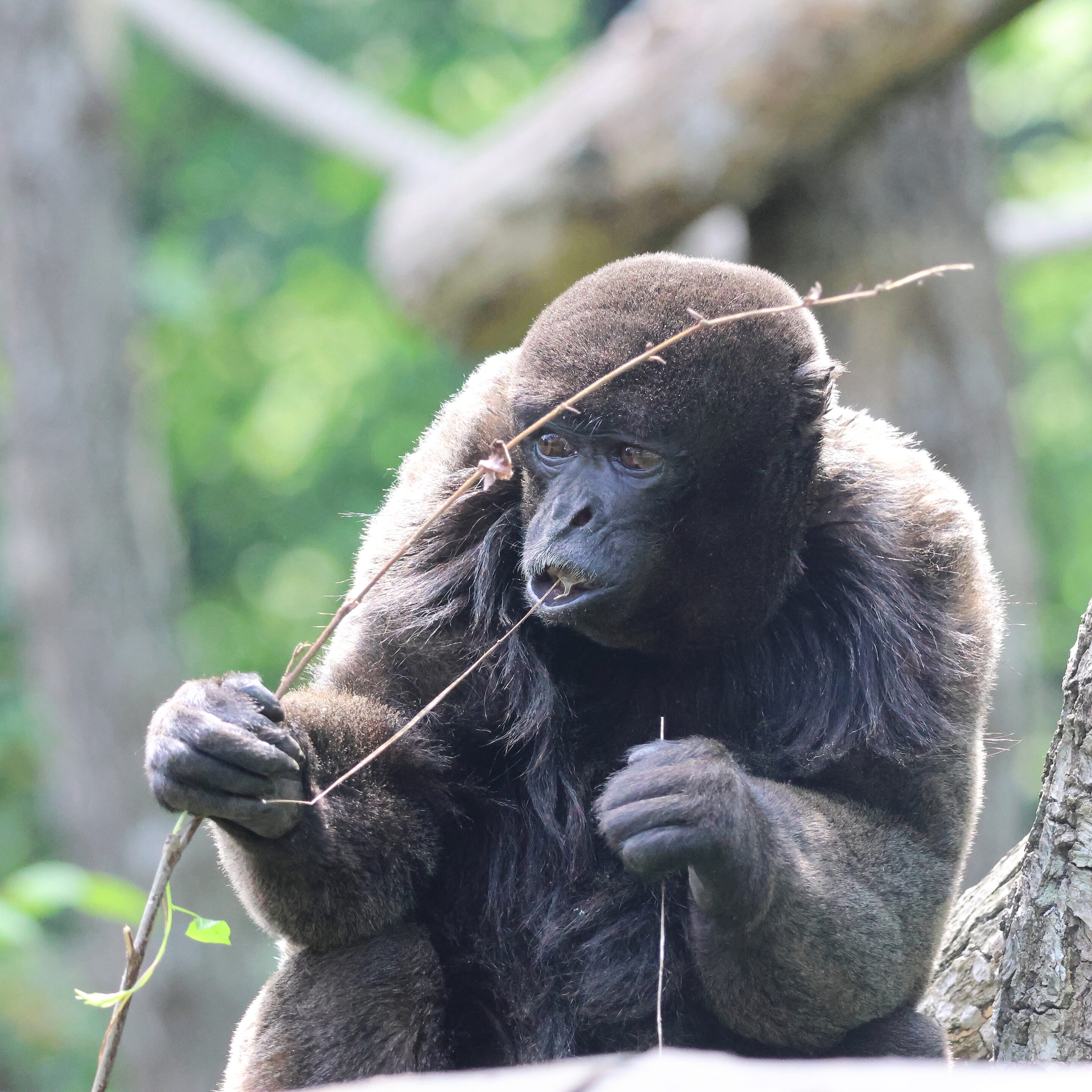 Le singe laineux – Image 4