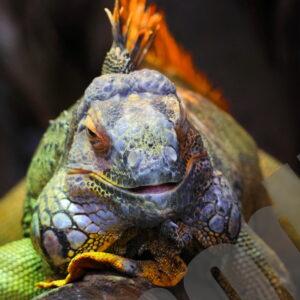 Iguane vert