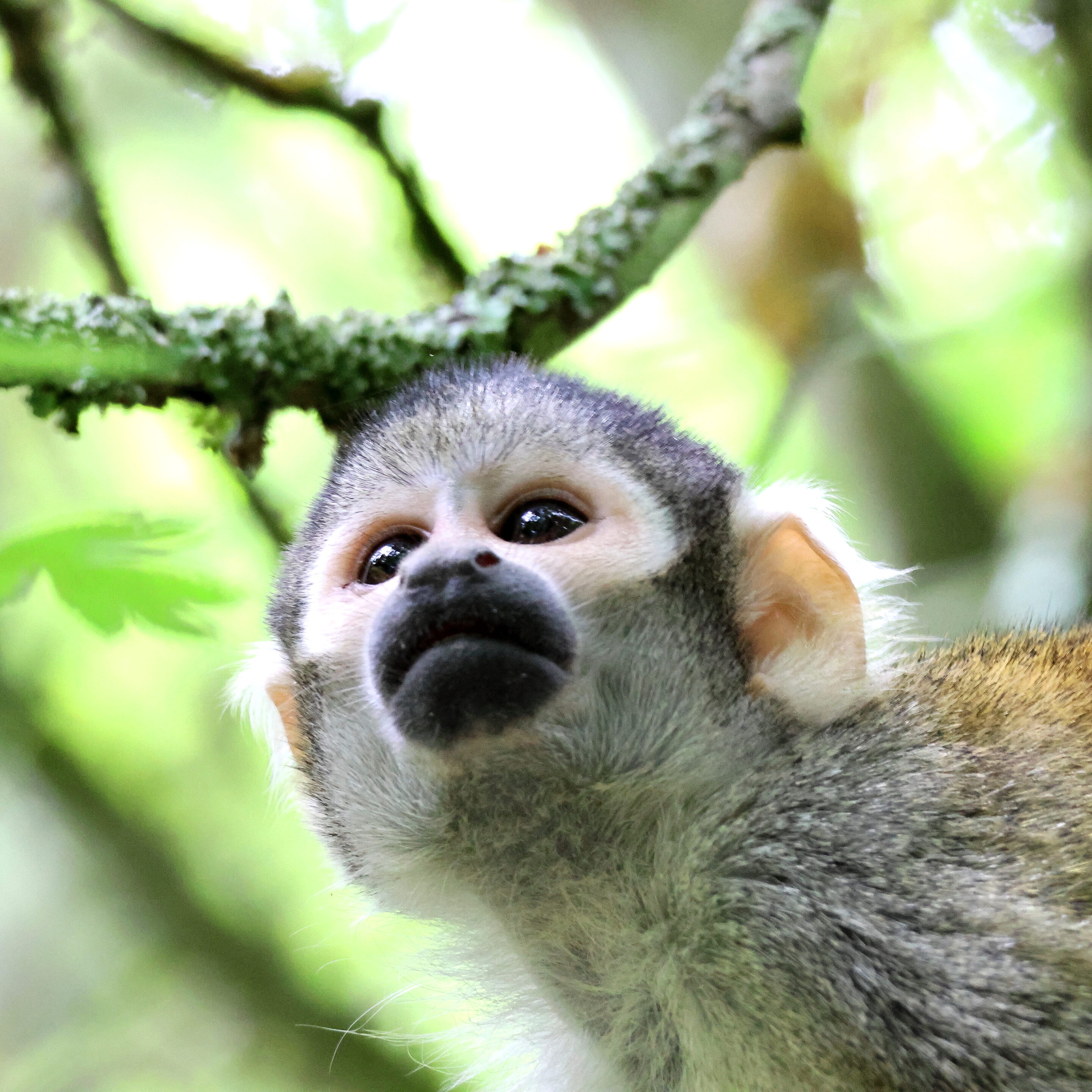 Singe écureuil ou Saïmiri – Image 3