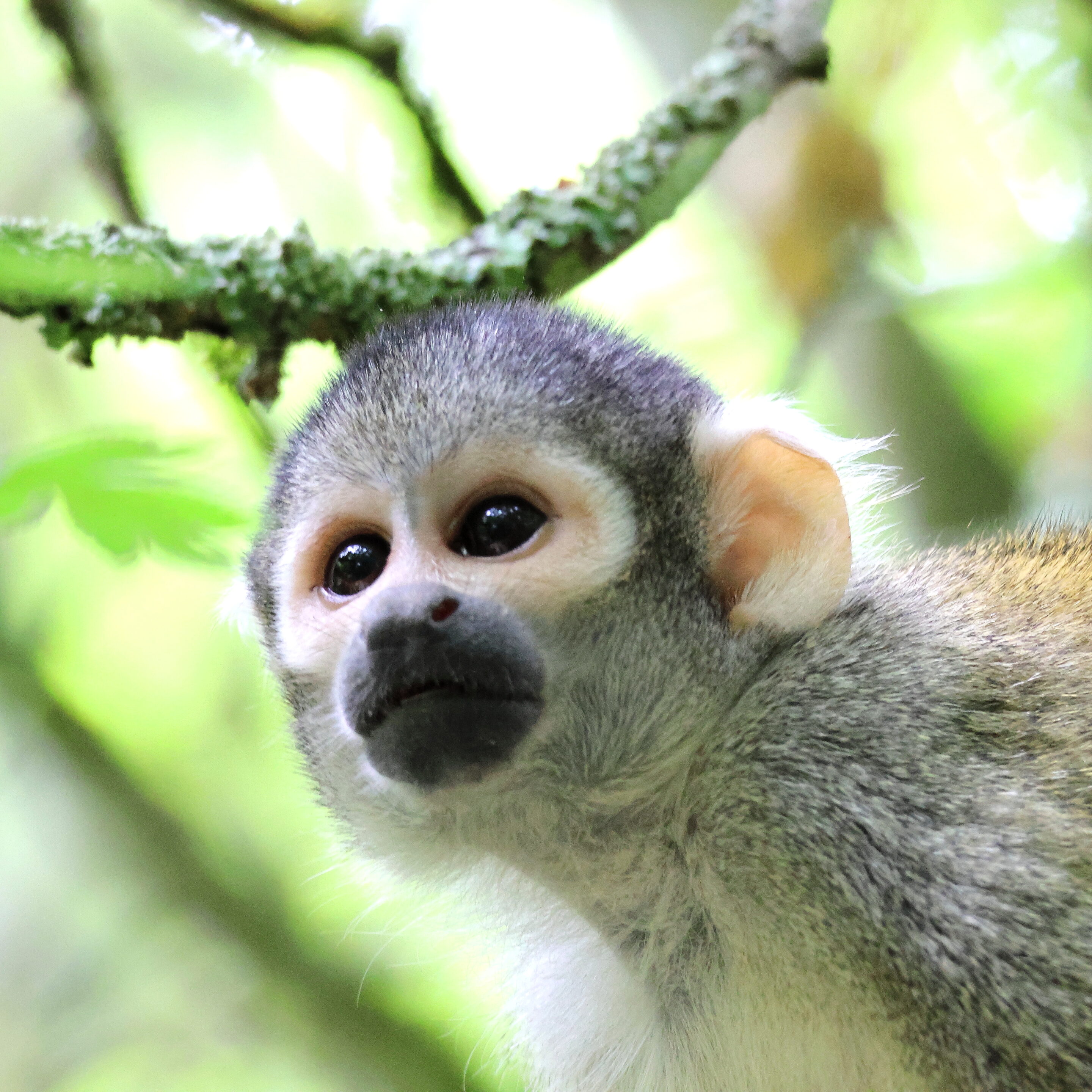 Singe écureuil ou Saïmiri – Image 4