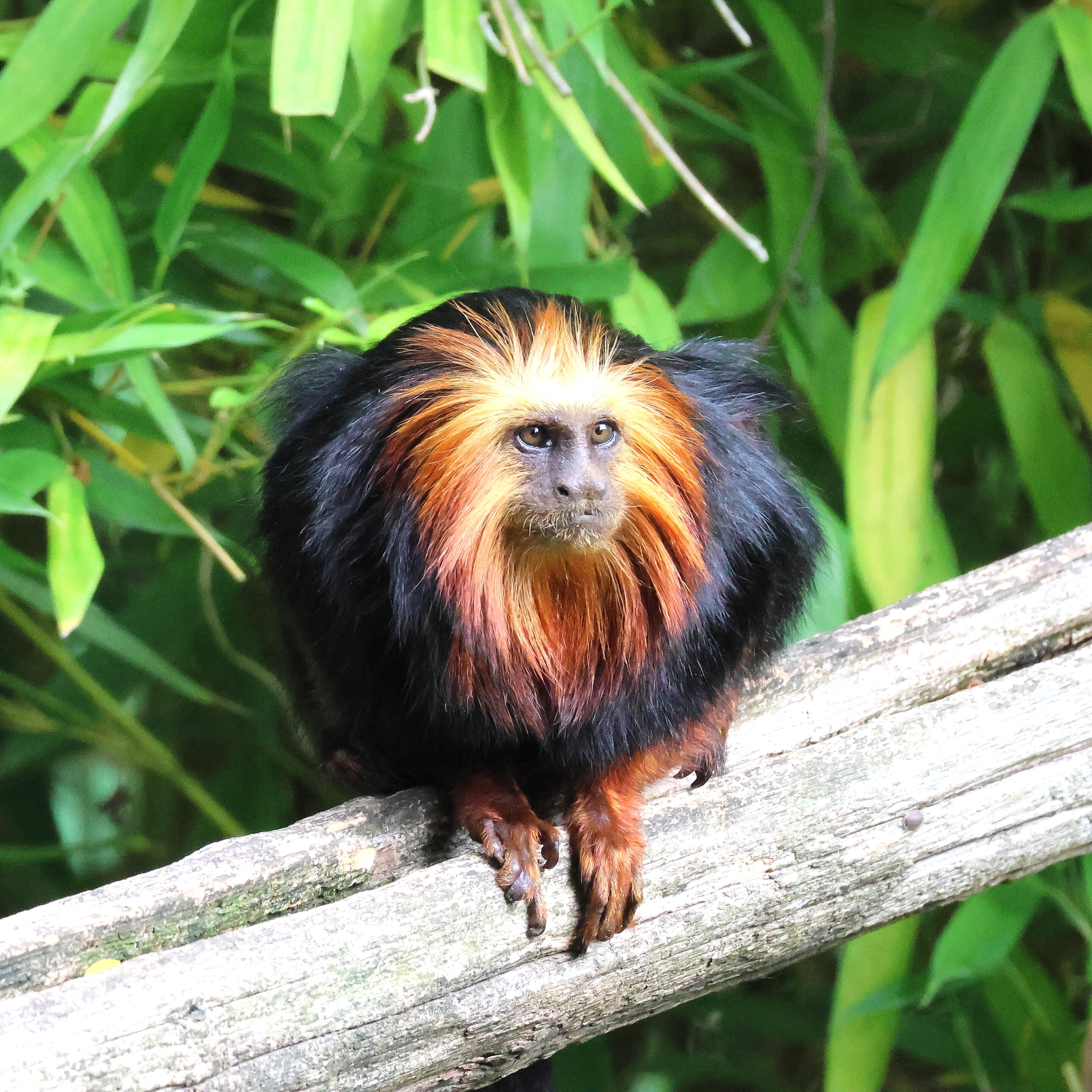 Singe Tamarin lion à tête doré – Image 2