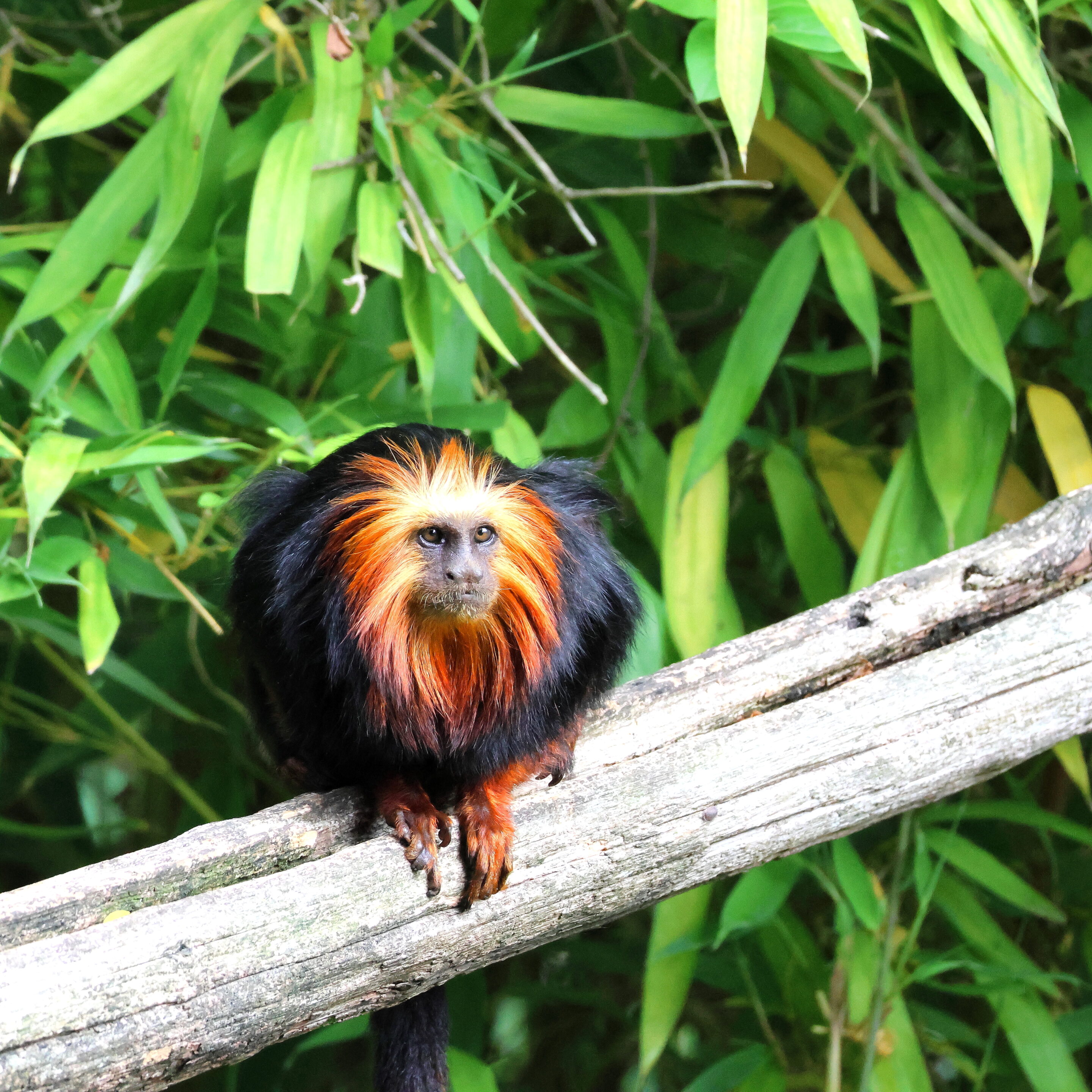 Singe Tamarin lion à tête doré – Image 3