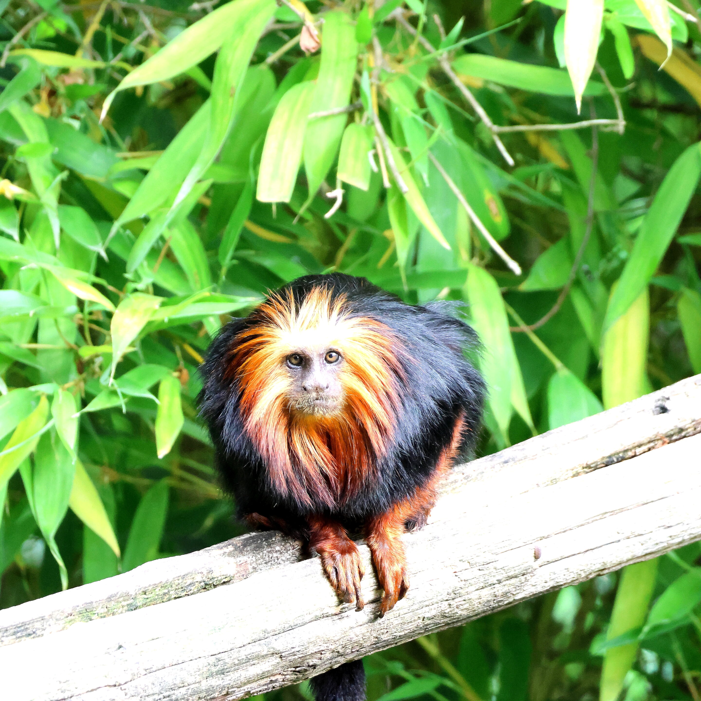 Singe Tamarin lion à tête doré – Image 4