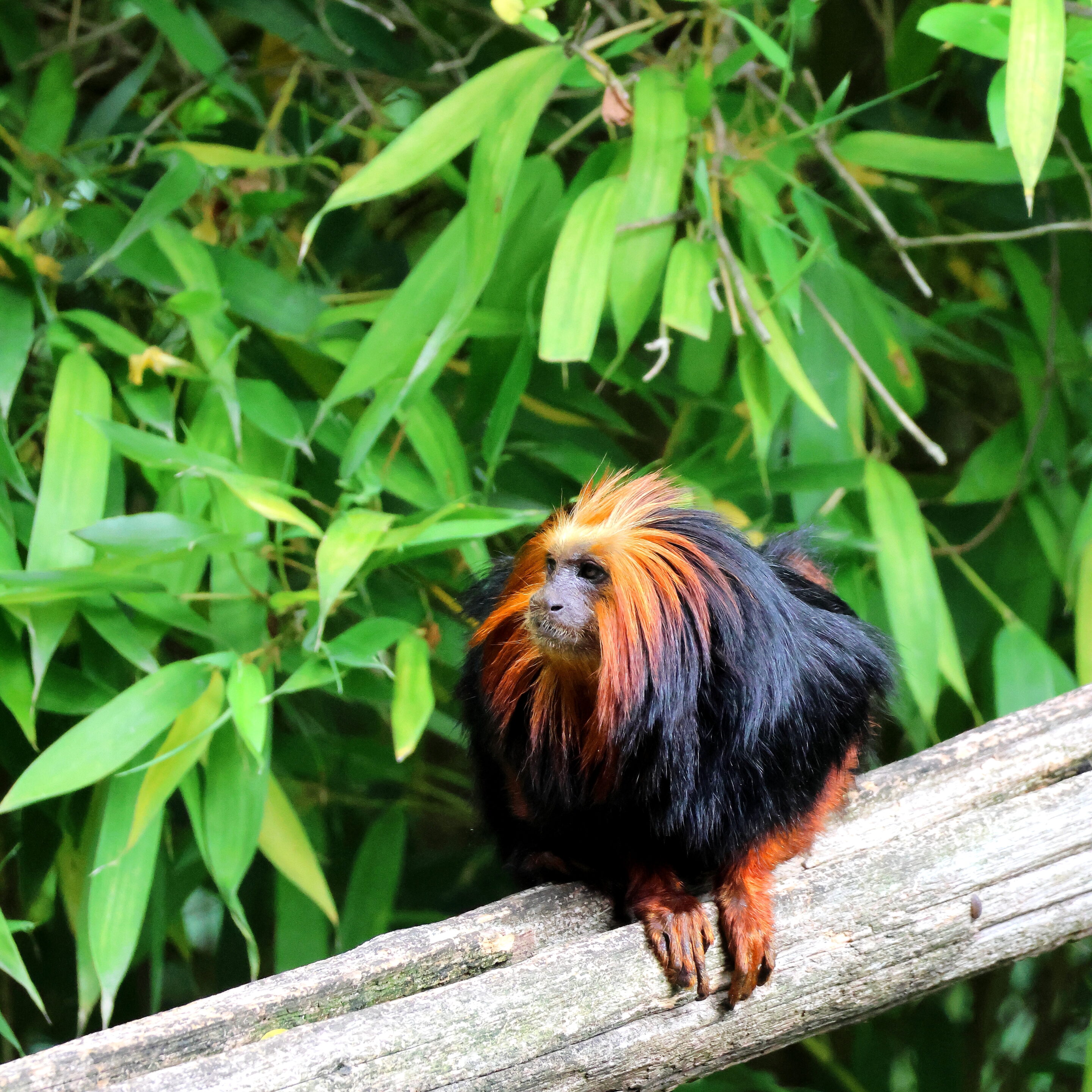 Singe Tamarin lion à tête doré – Image 5